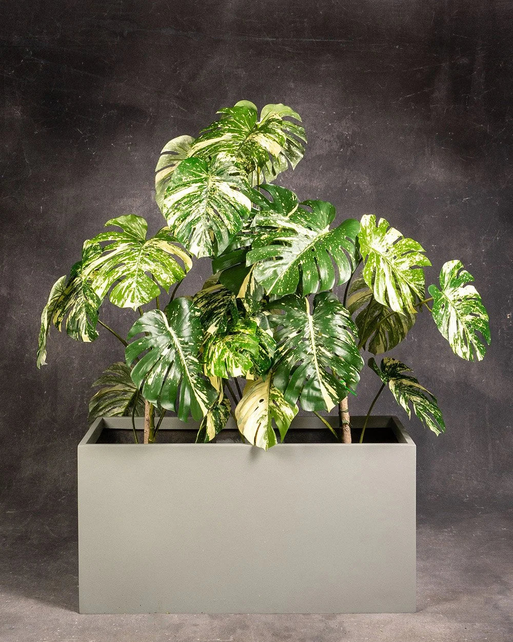 Monstera deliciosa 'Thai Constellation' in Planter Box