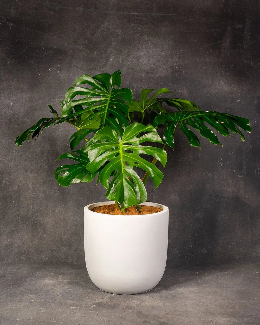 Swiss Chesse Plant