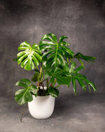 Swiss Chesse Plant