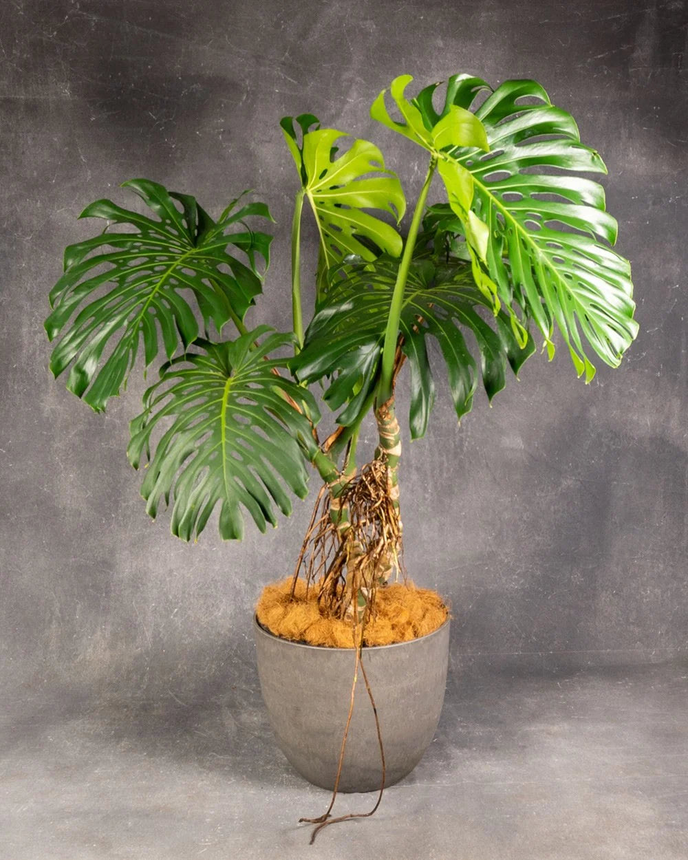 Swiss Cheese Plant