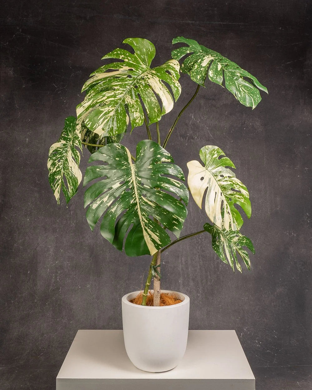 Variegated Swiss Cheese