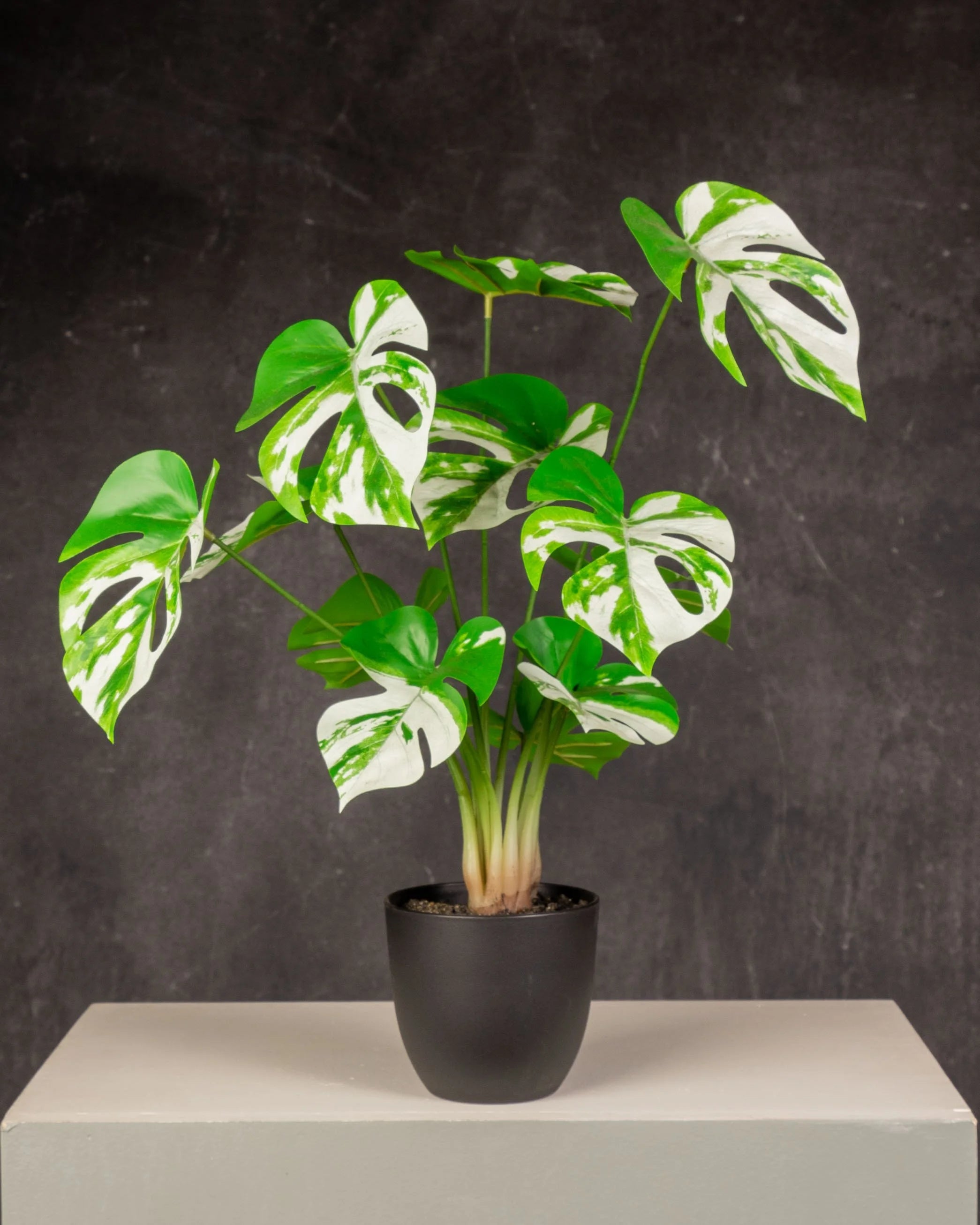 Variegated Swiss Cheese