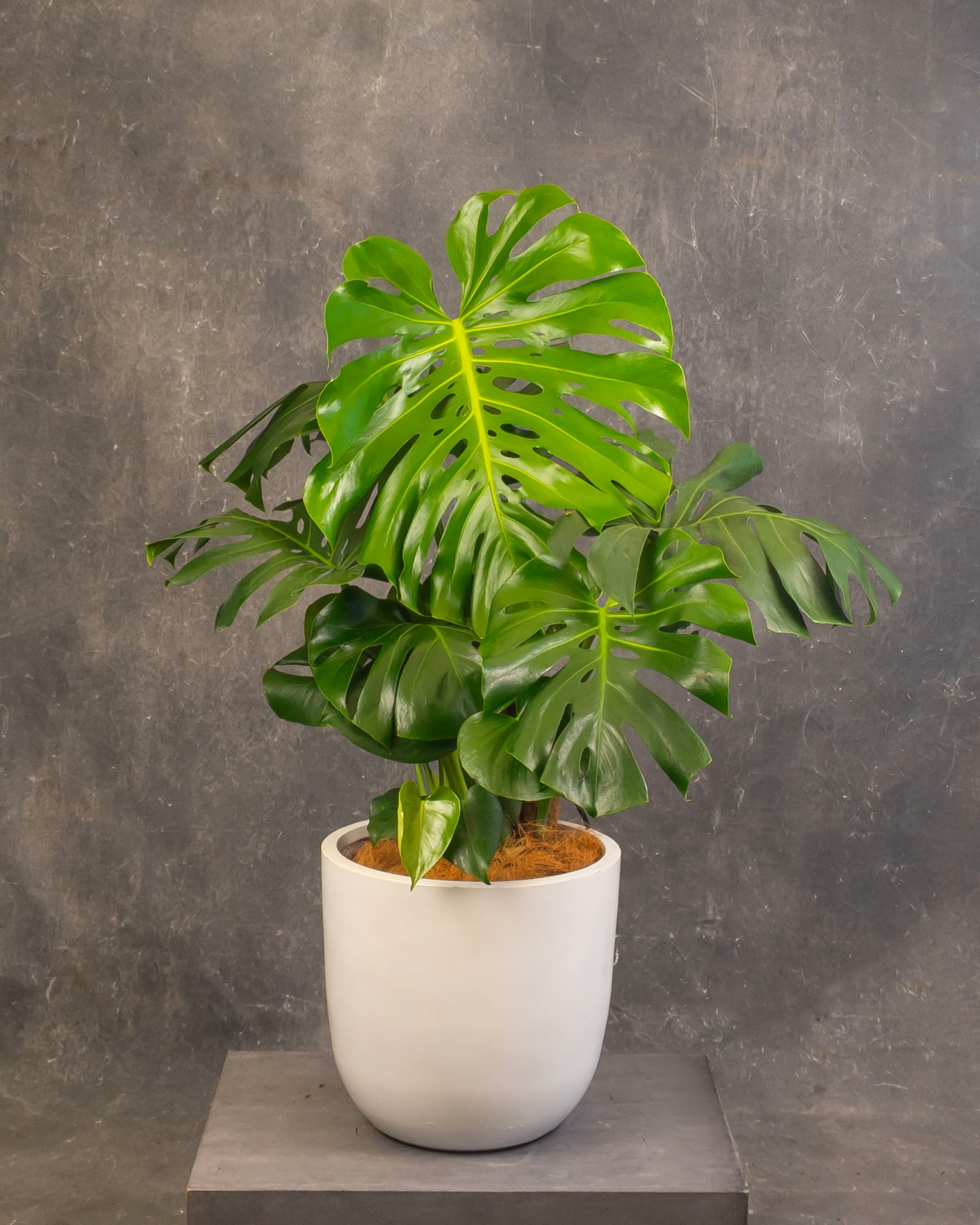 Swiss Chesse Plant