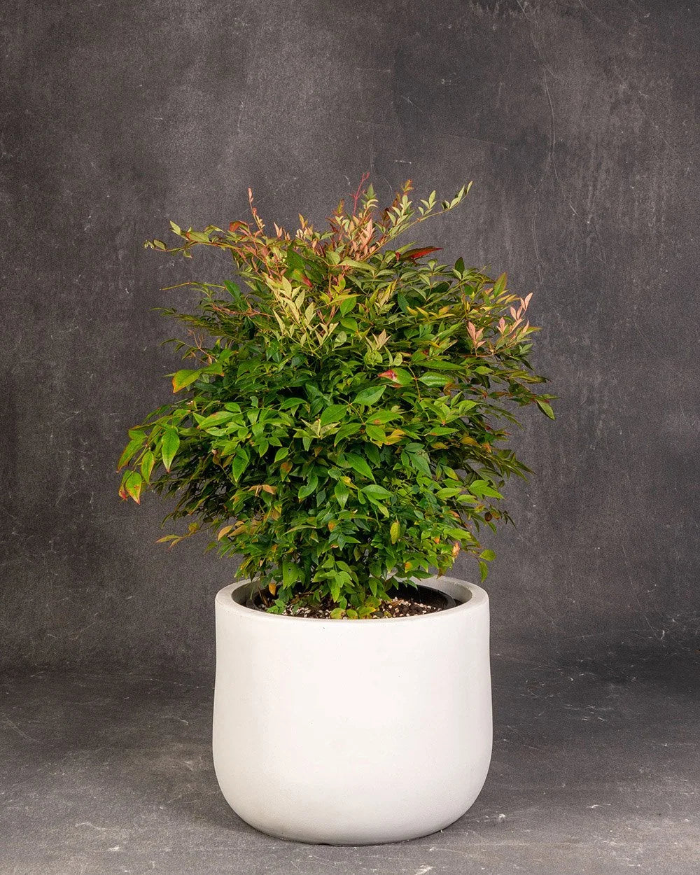 Heavenly Bamboo
