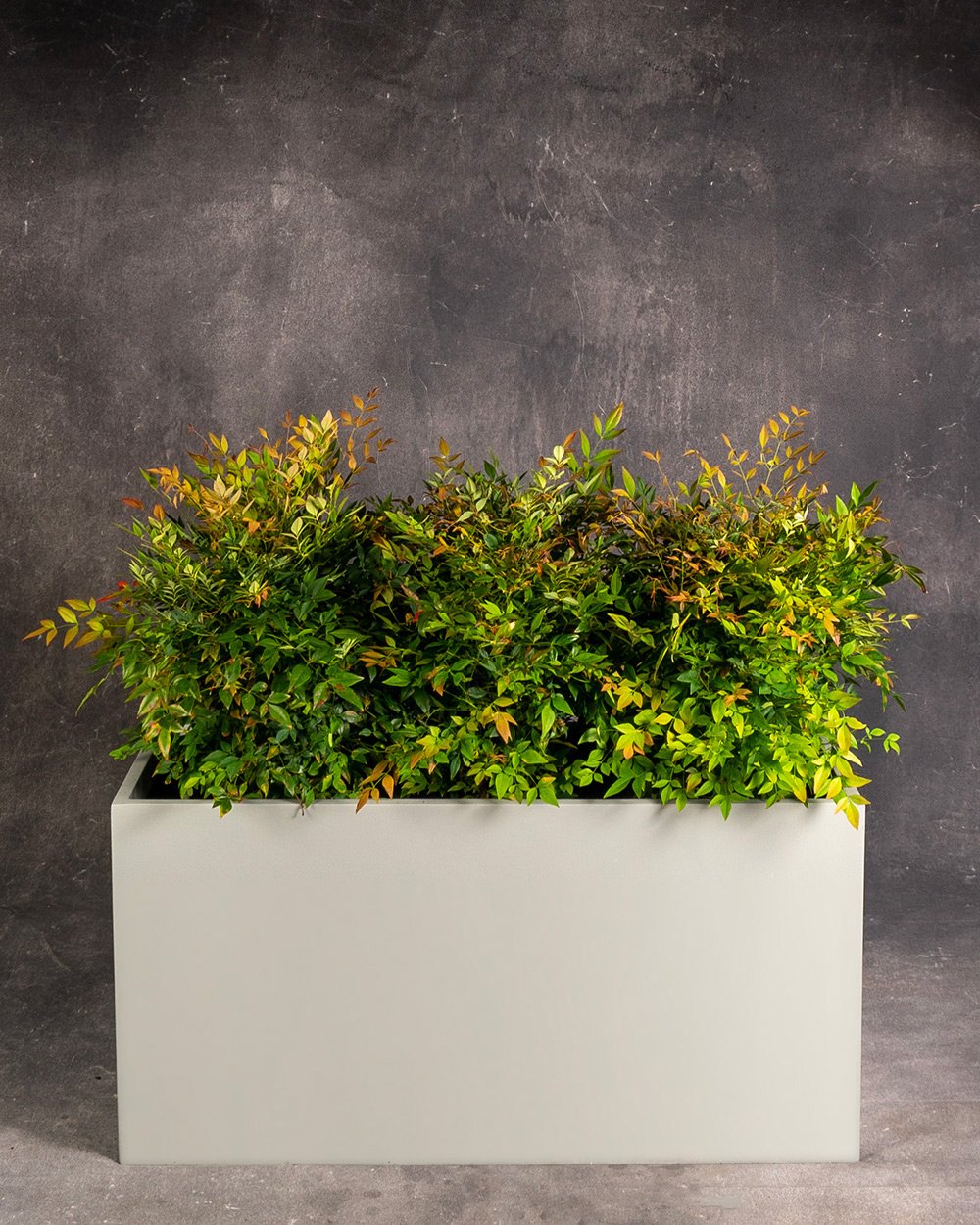 Heavenly Bamboo in Planter Box