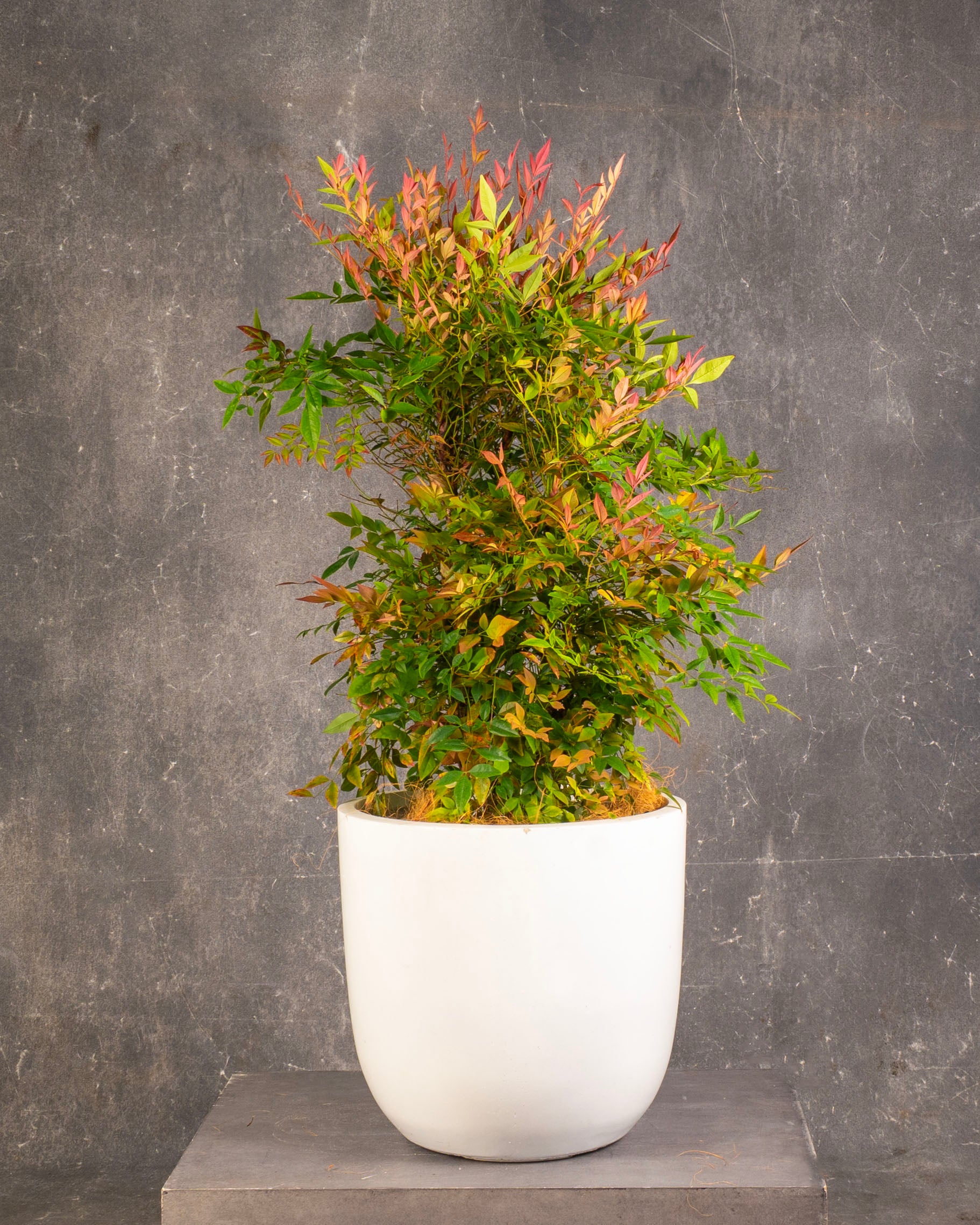 Heavenly Bamboo