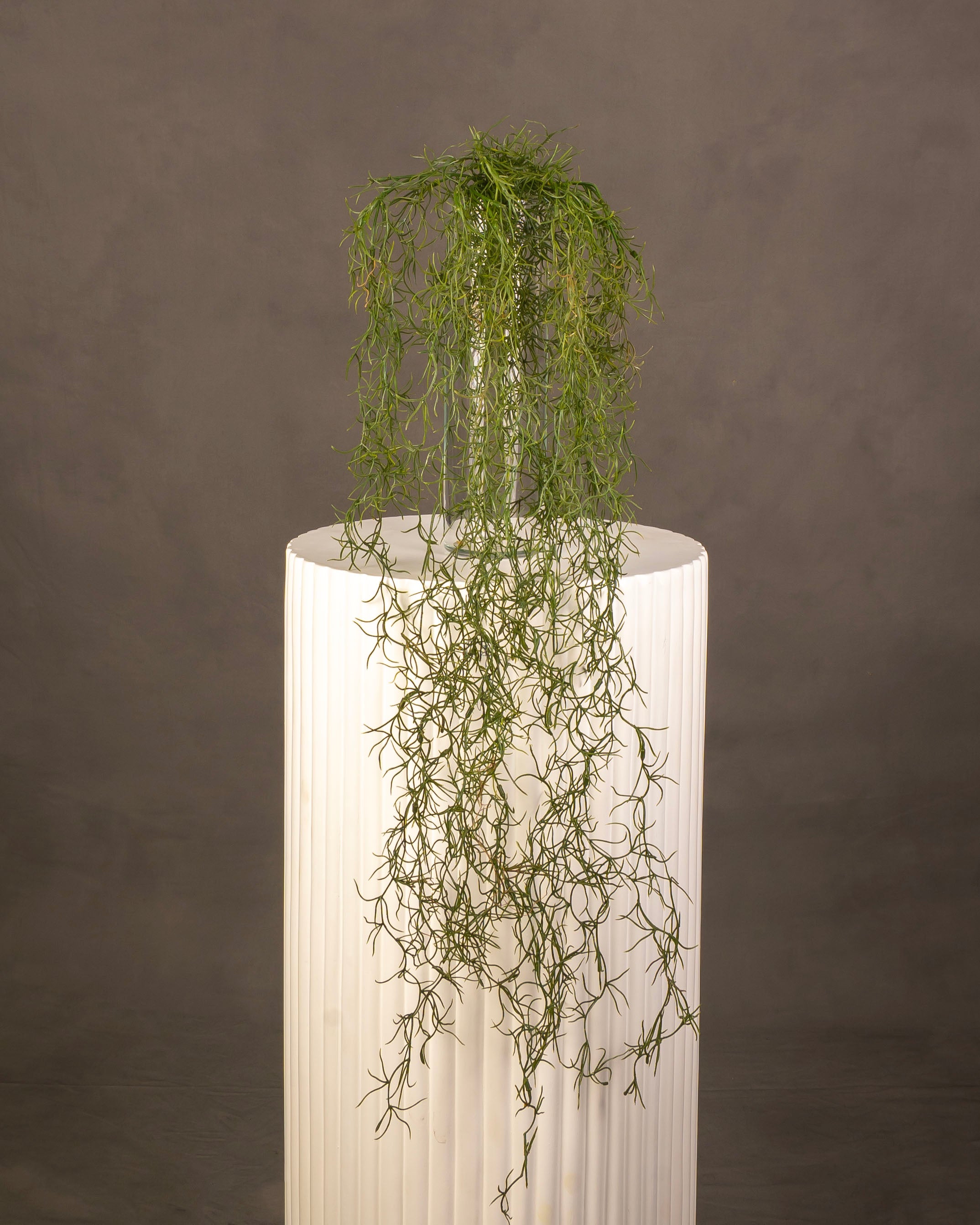 Spanish Moss