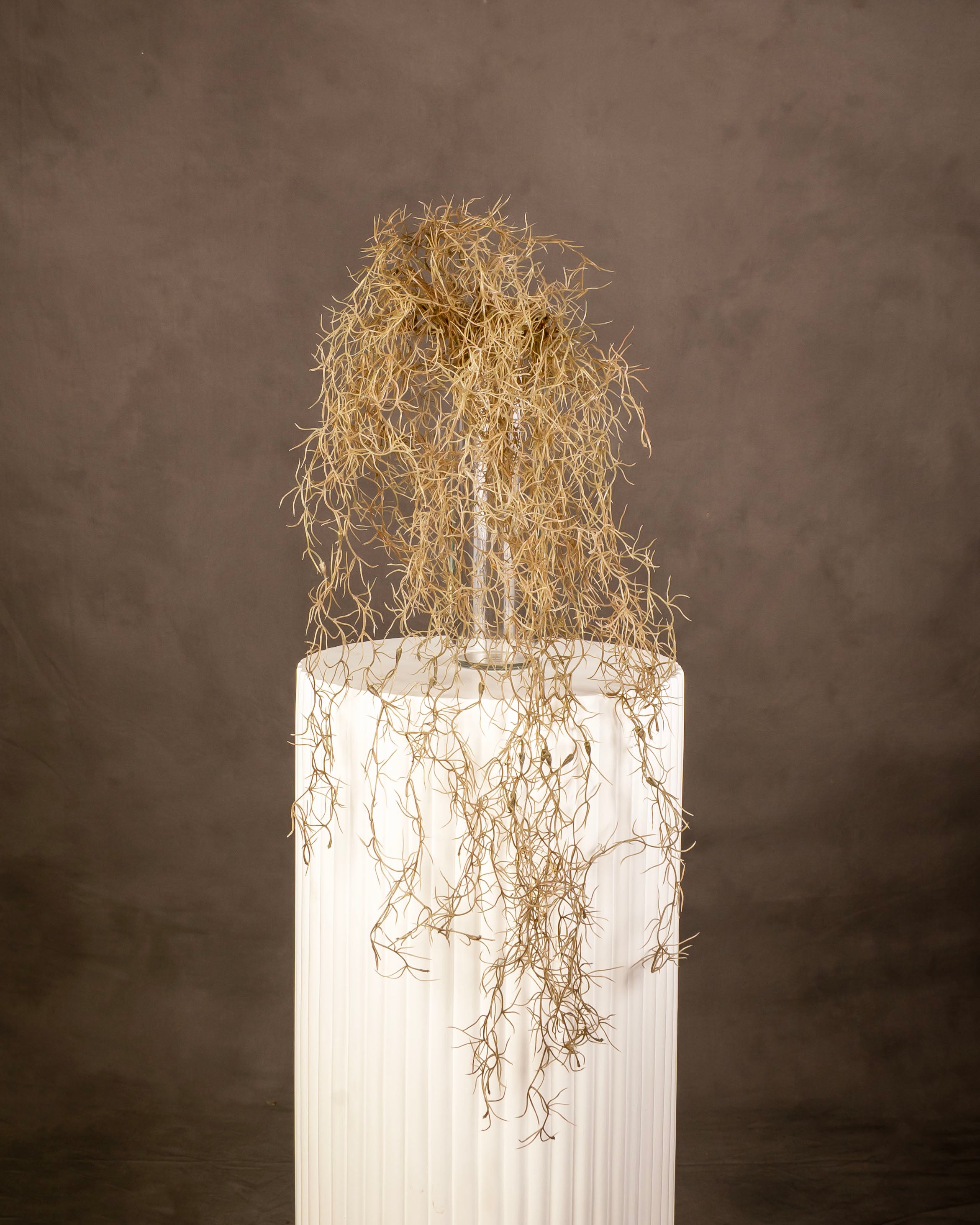 Spanish Moss