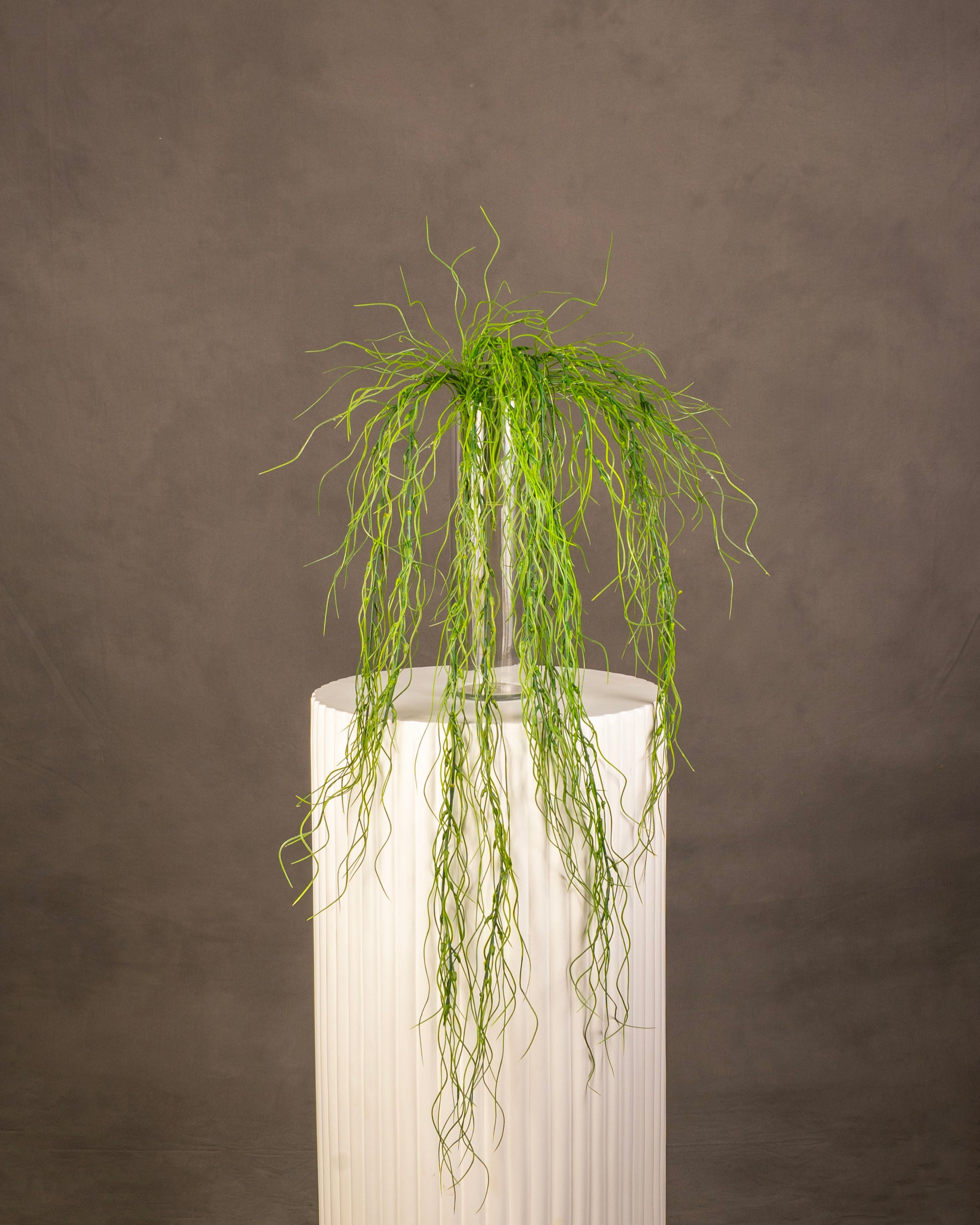 Spanish Moss