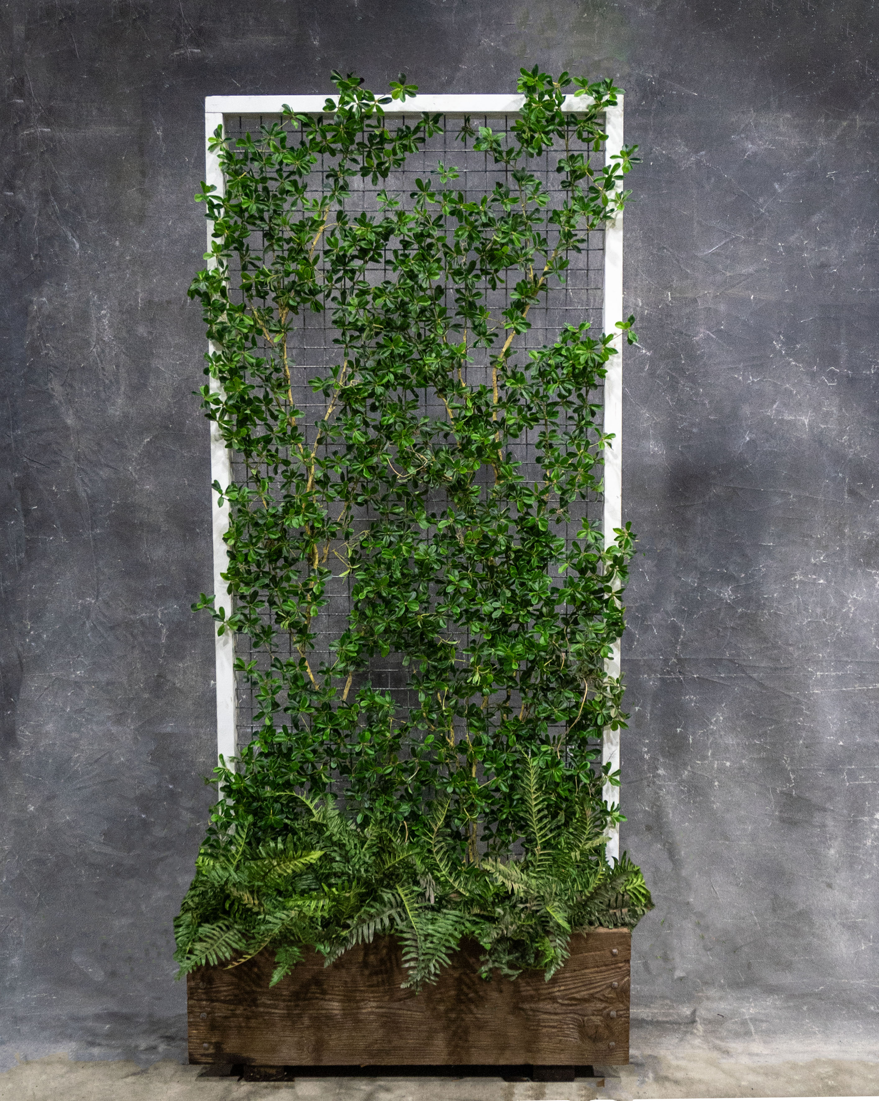 Olive Branch Screen in Planter Box