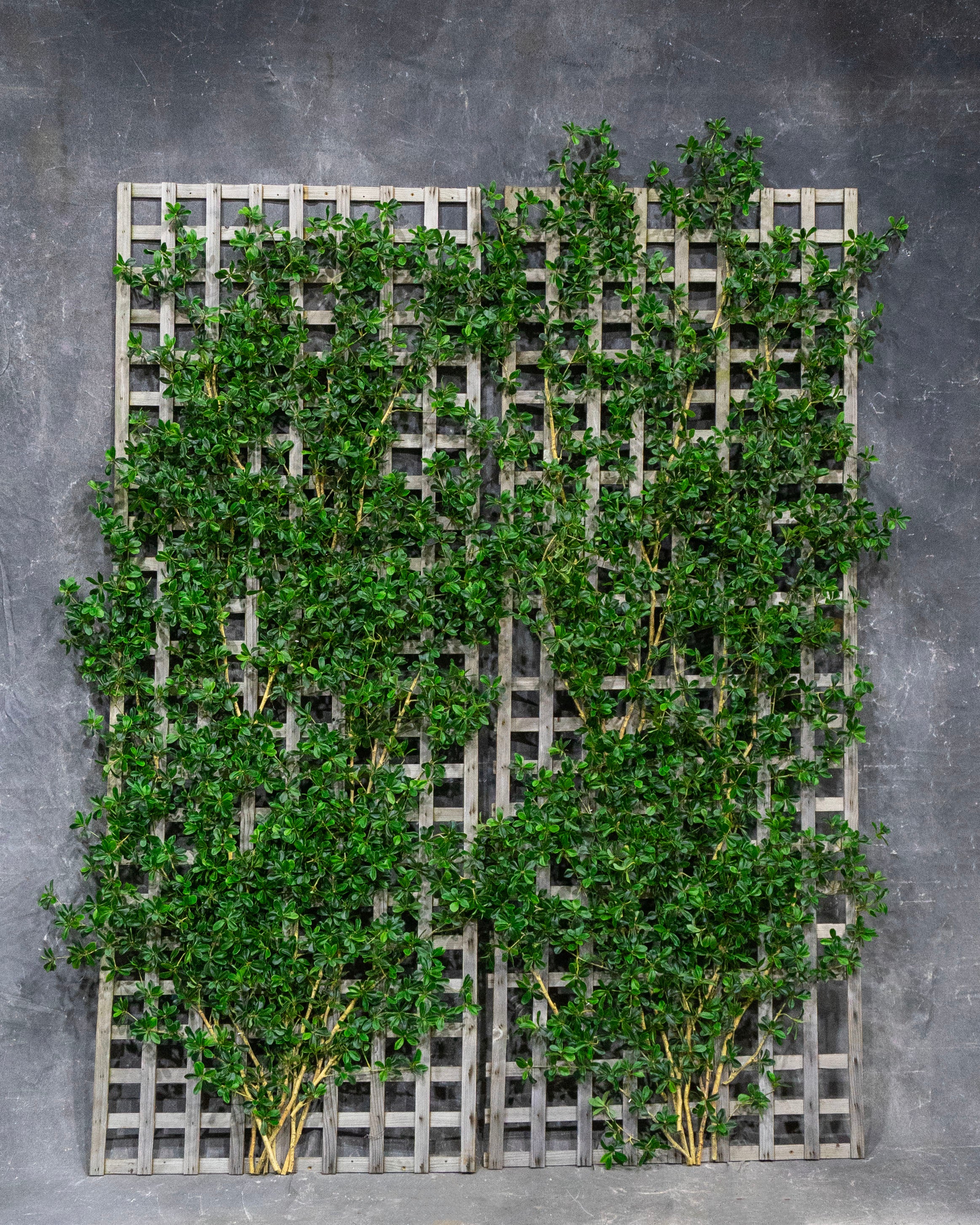 Olive Branches on Mesh Panel