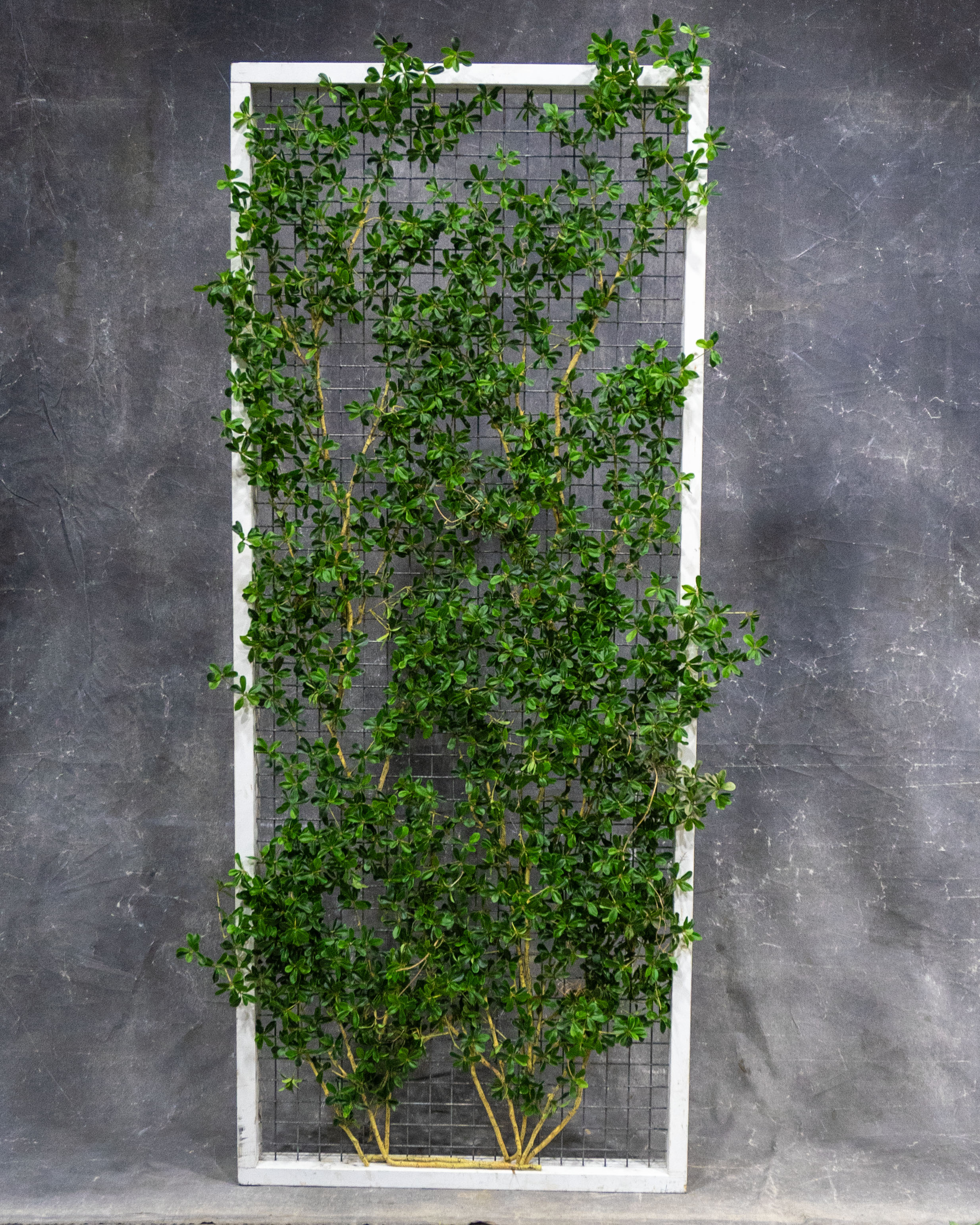 Olive Branches on Mesh Panel