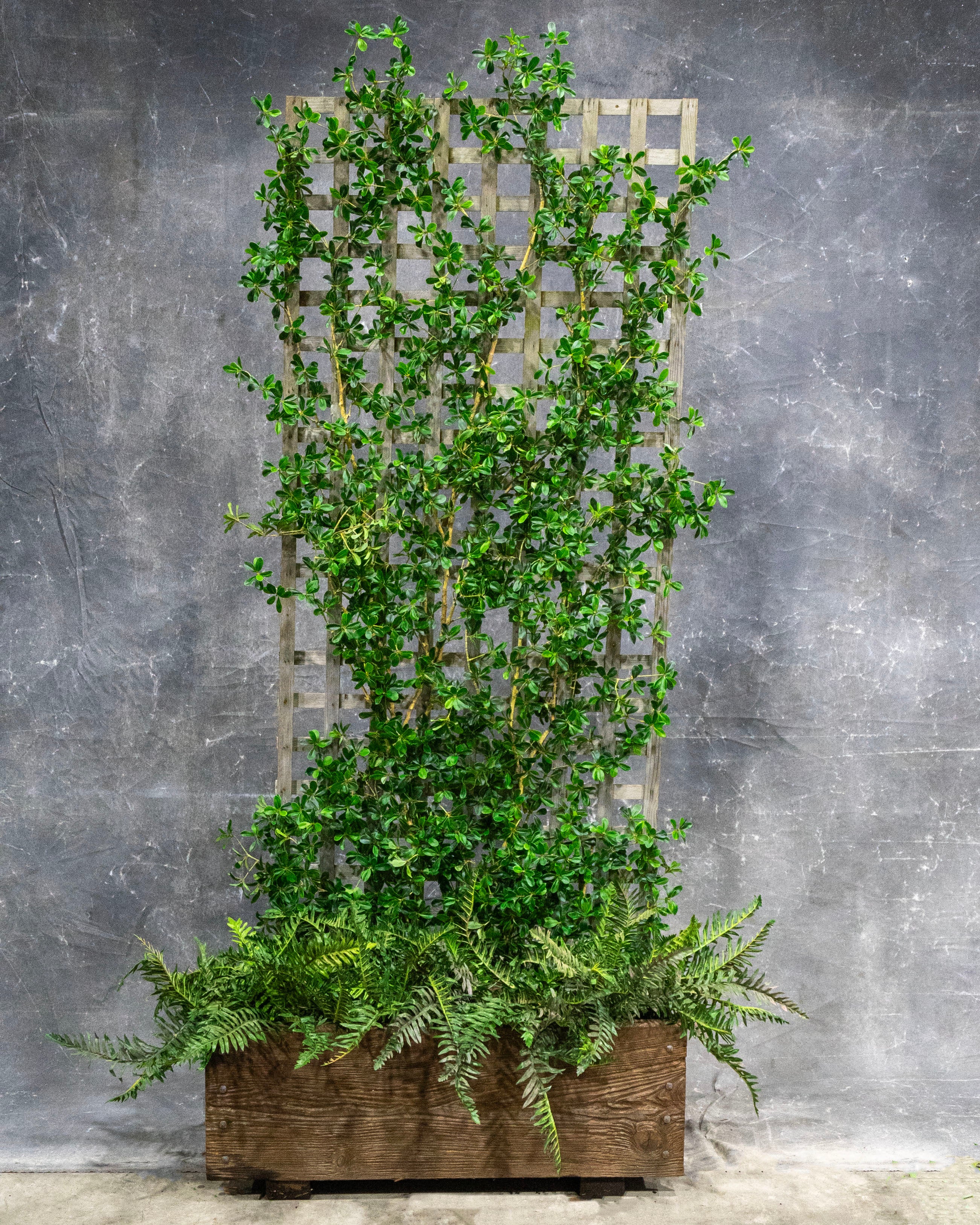 Olive Branch on Timber Lattice in Planter Box