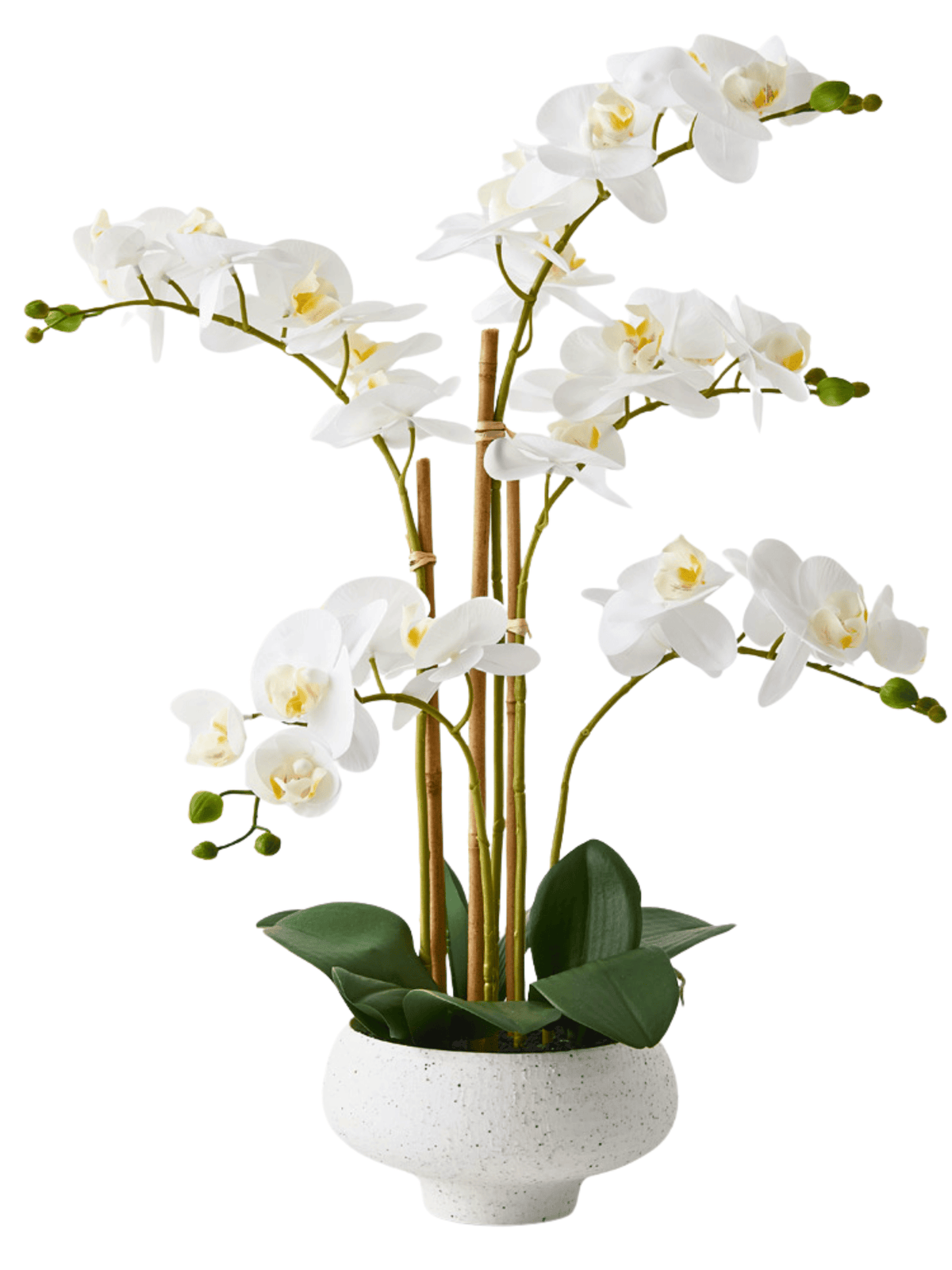 Orchid