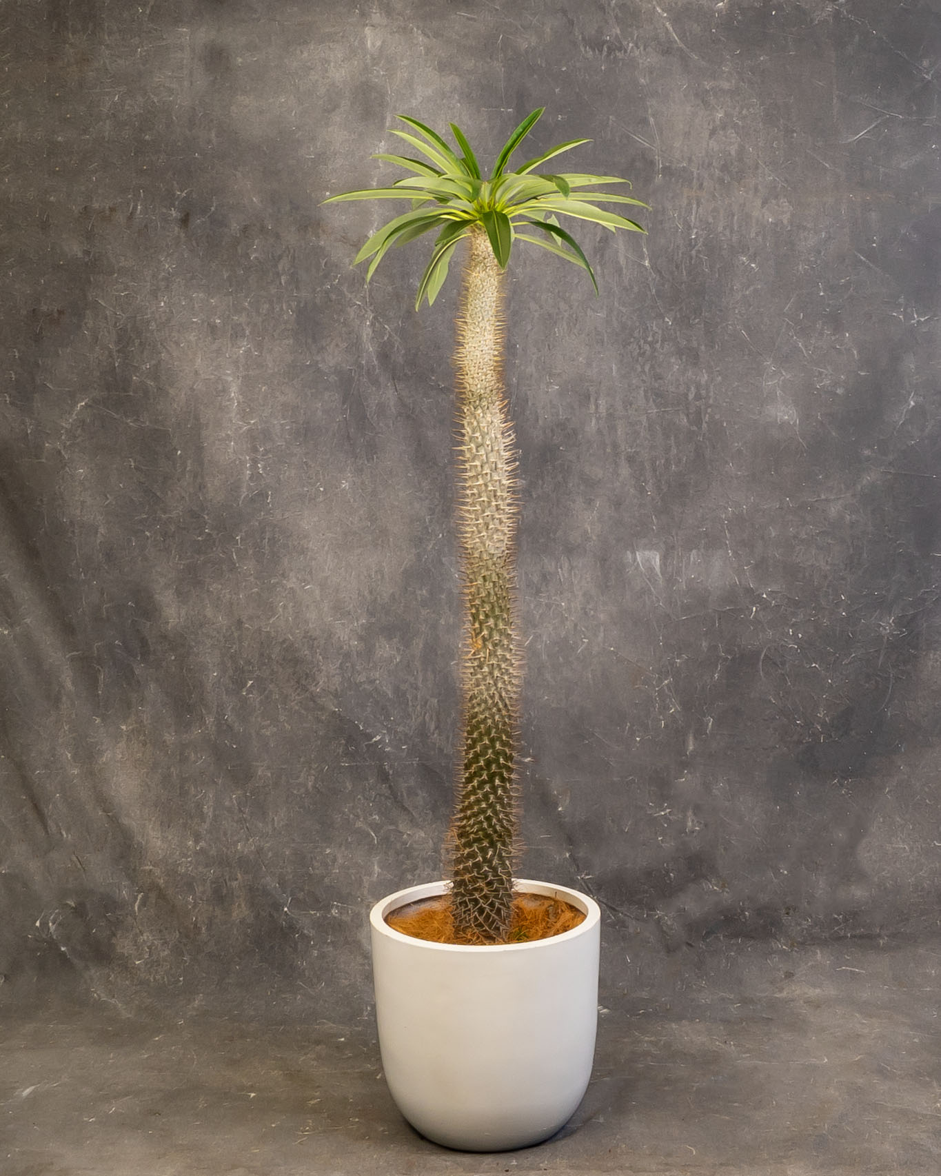 Madagascar Palm