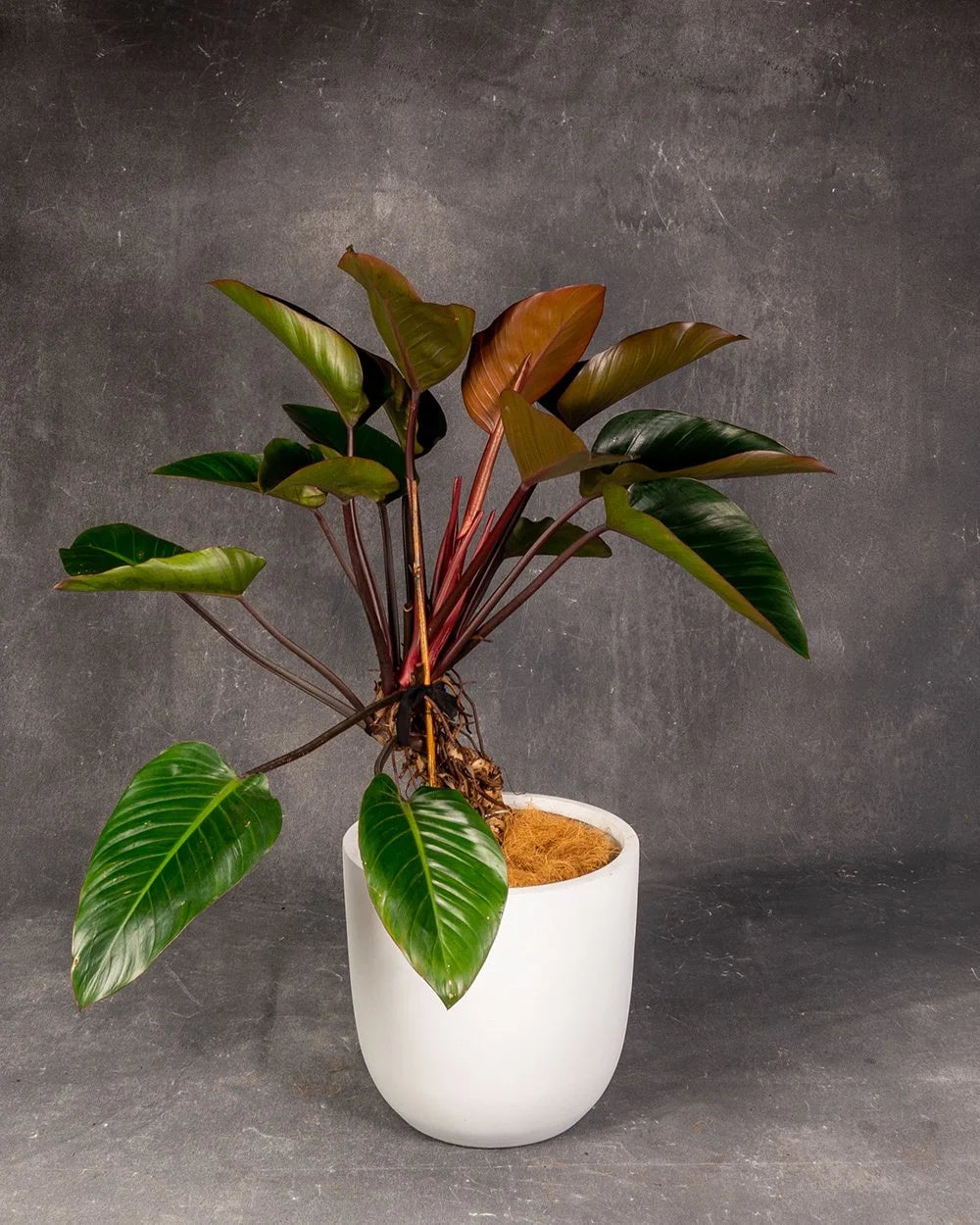 Philodendron Rojo Congo