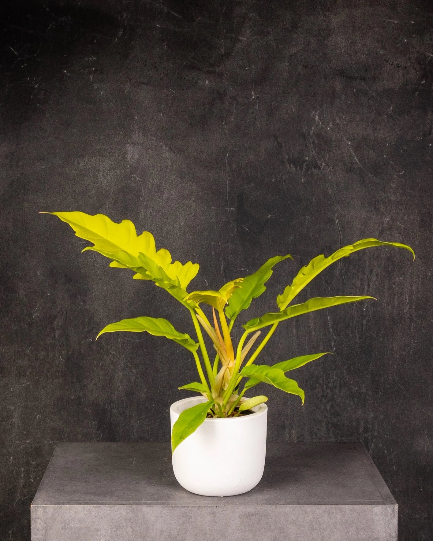 Philodendron Tiger Tooth