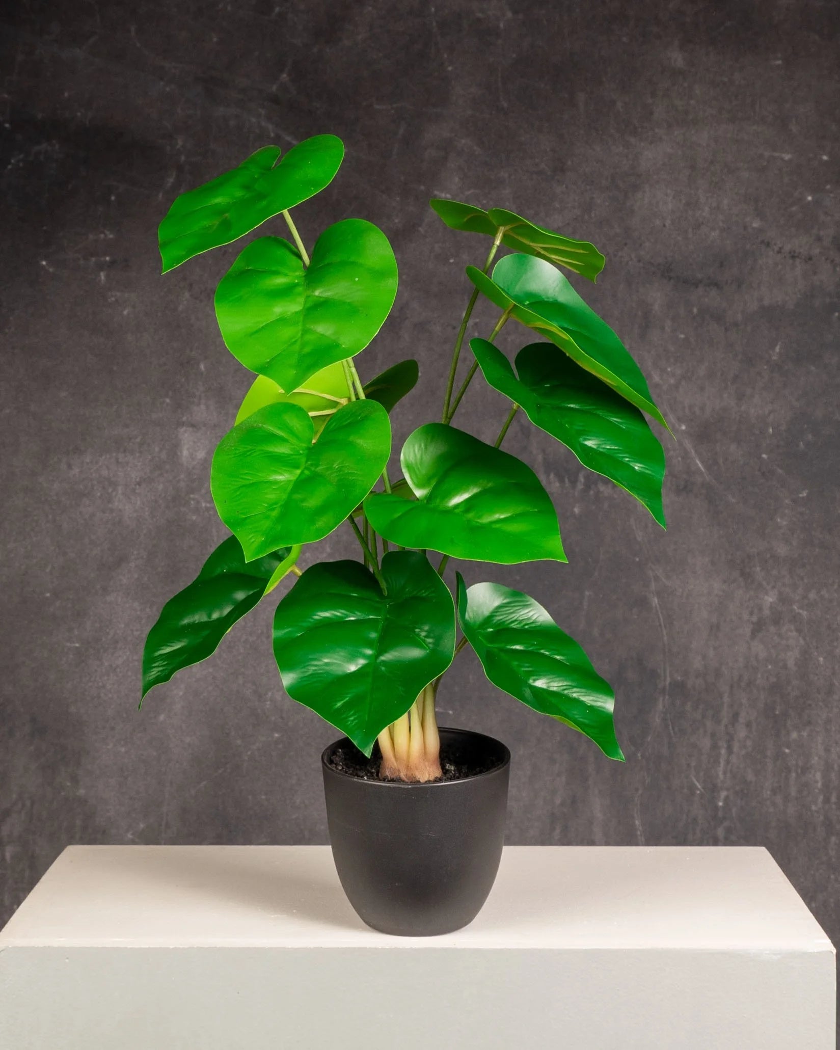 Philodendron