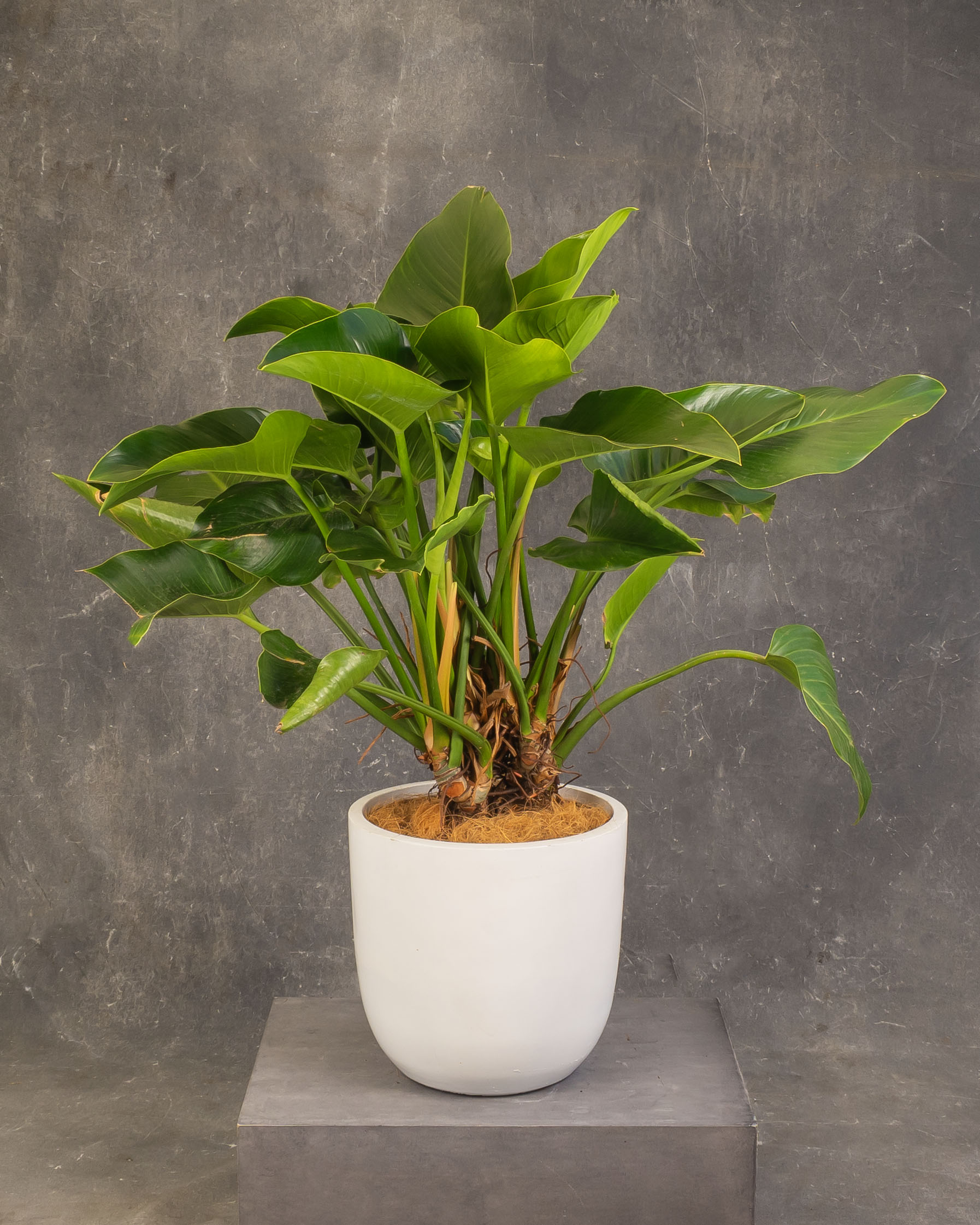 Philodendron Green Congo