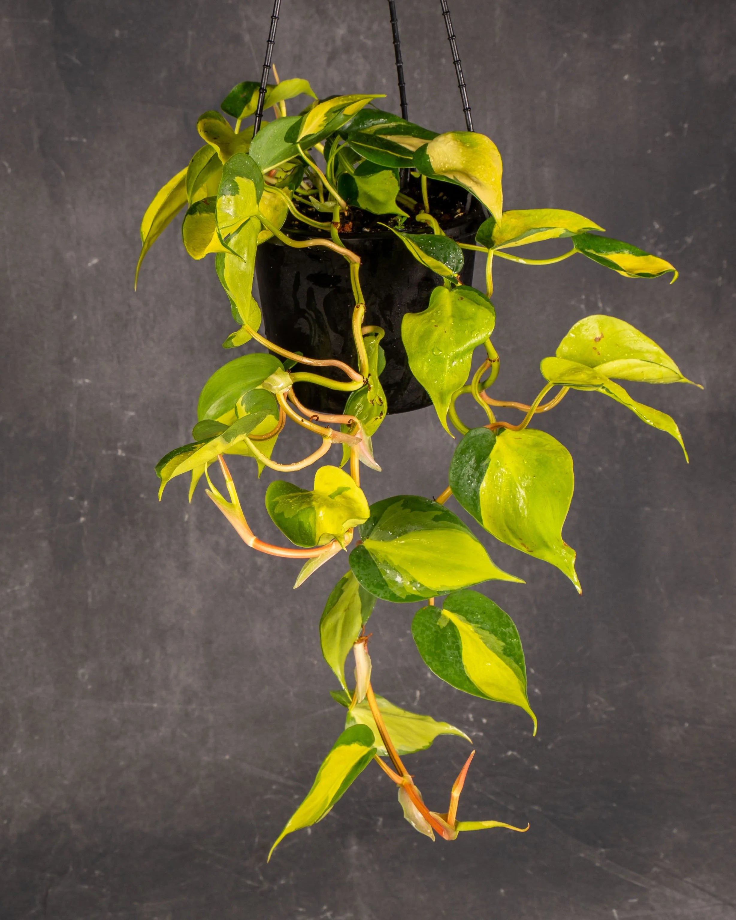 Heart Leaf Philodendron