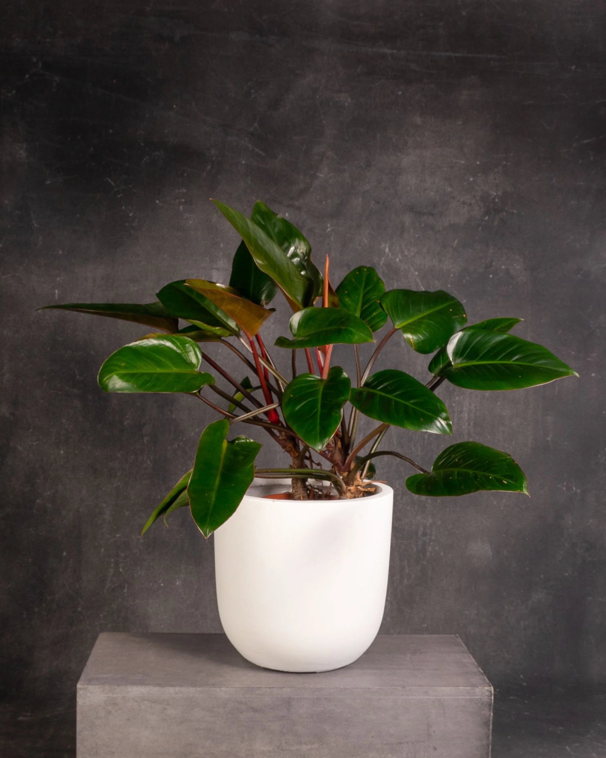 Philodendron Rojo Congo