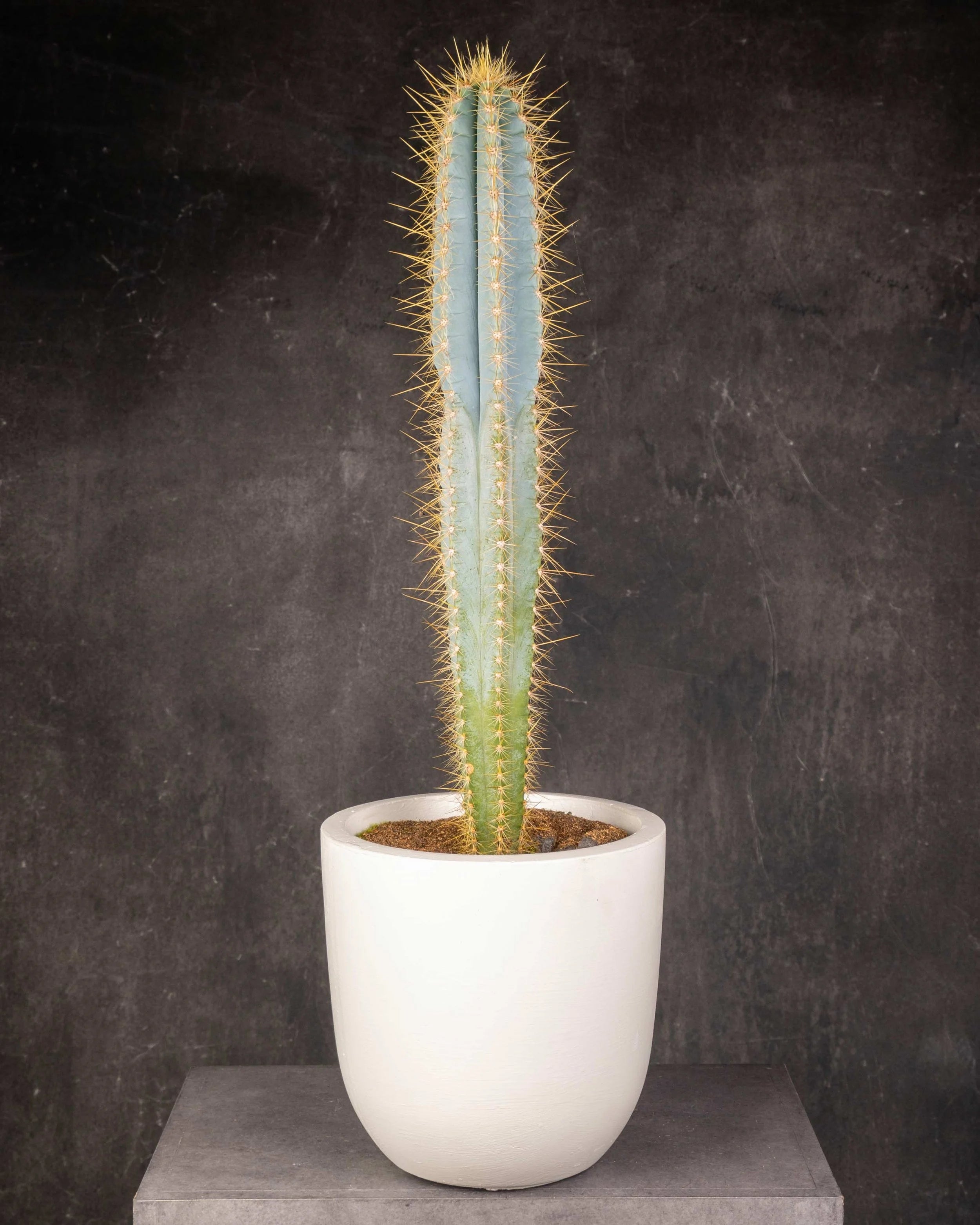 Blue Torch Cactus