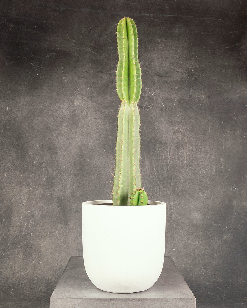 Hedge Cactus