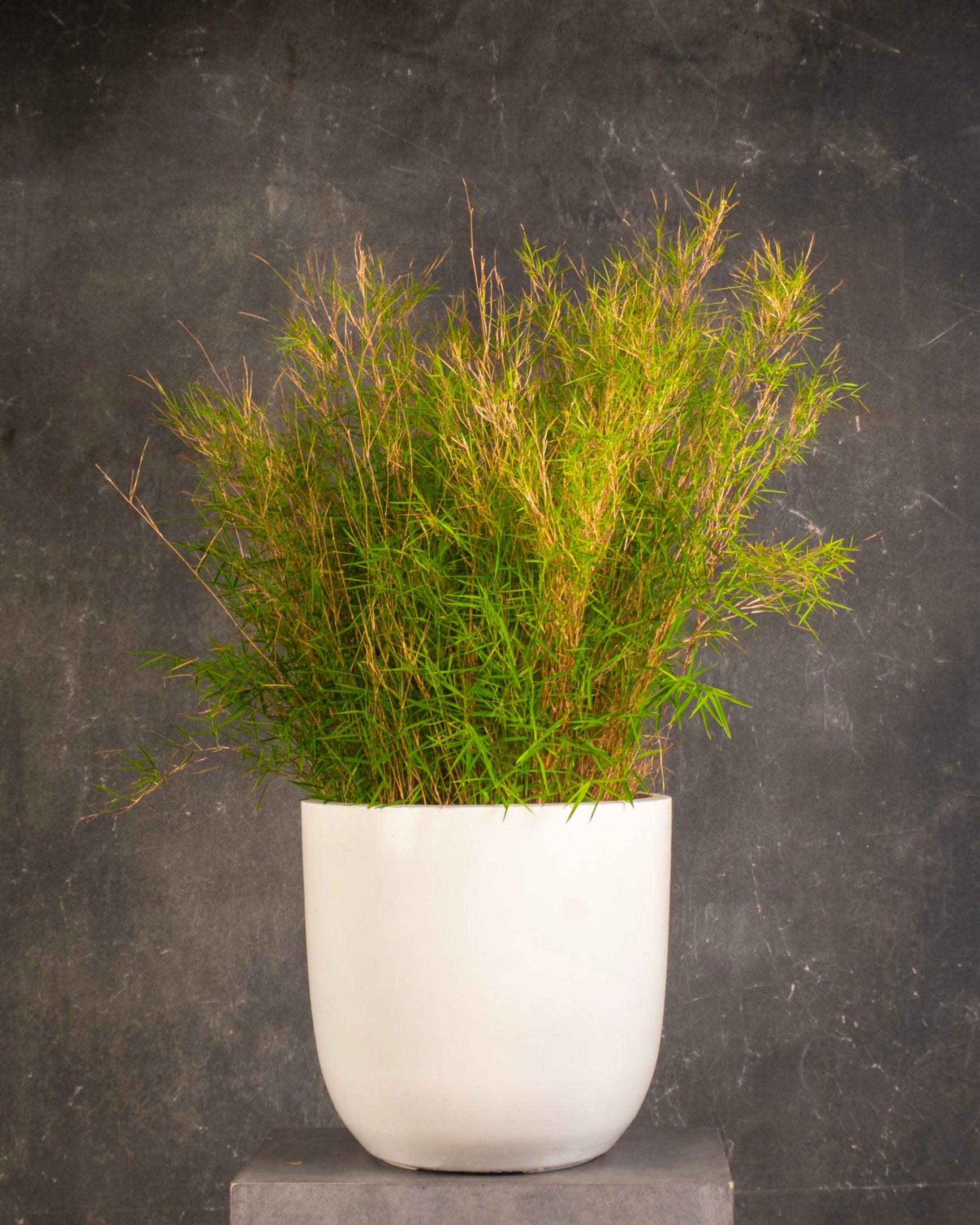 Panda Grass