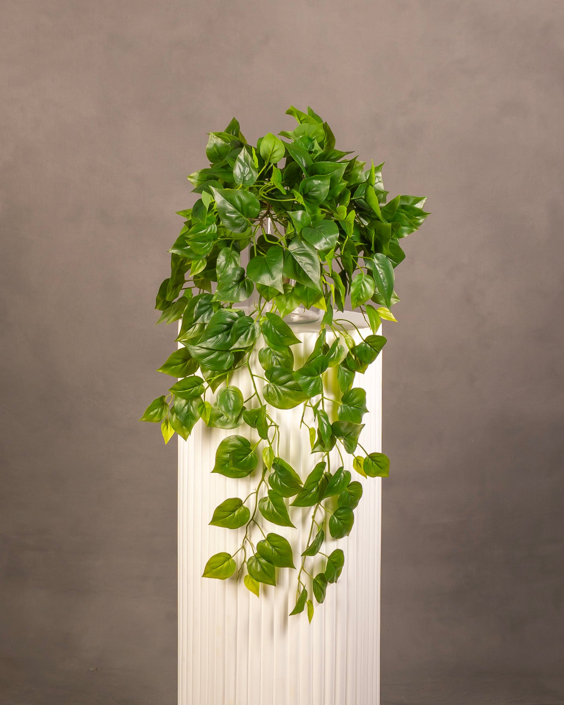 Pothos Hanging Bush