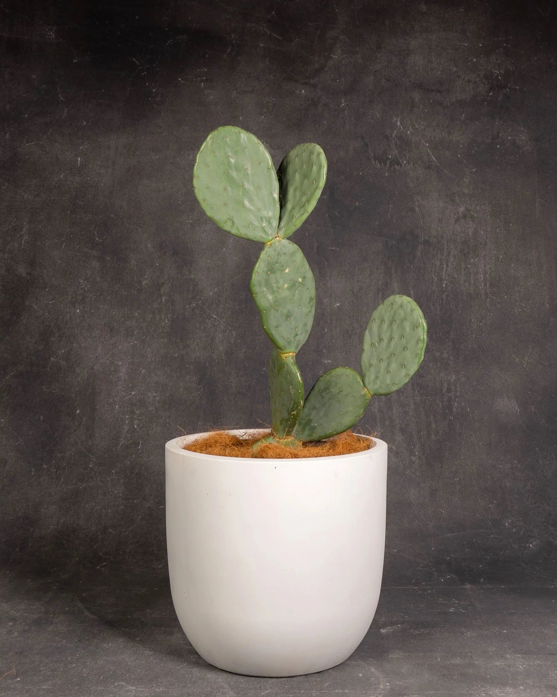 Prickly Pear