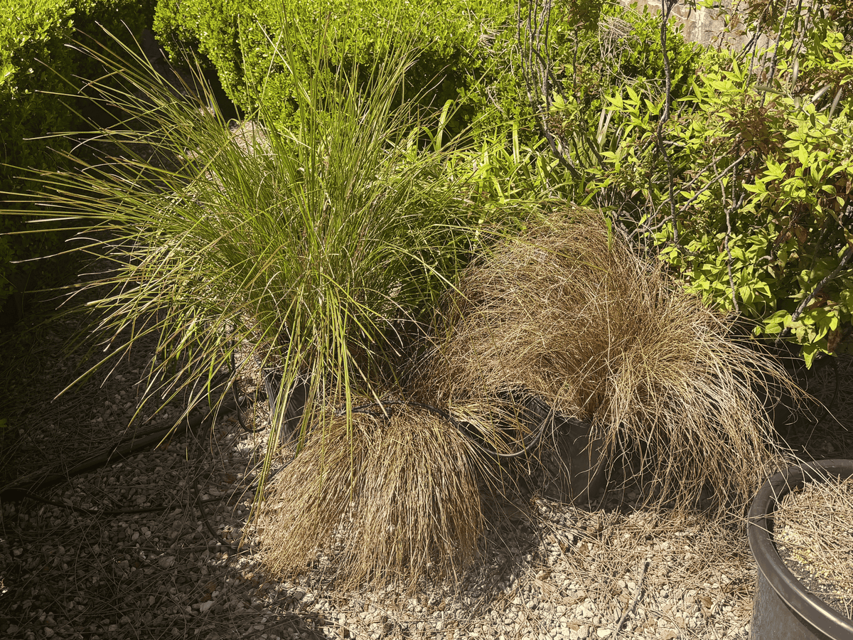 Weeping Brown Sedge