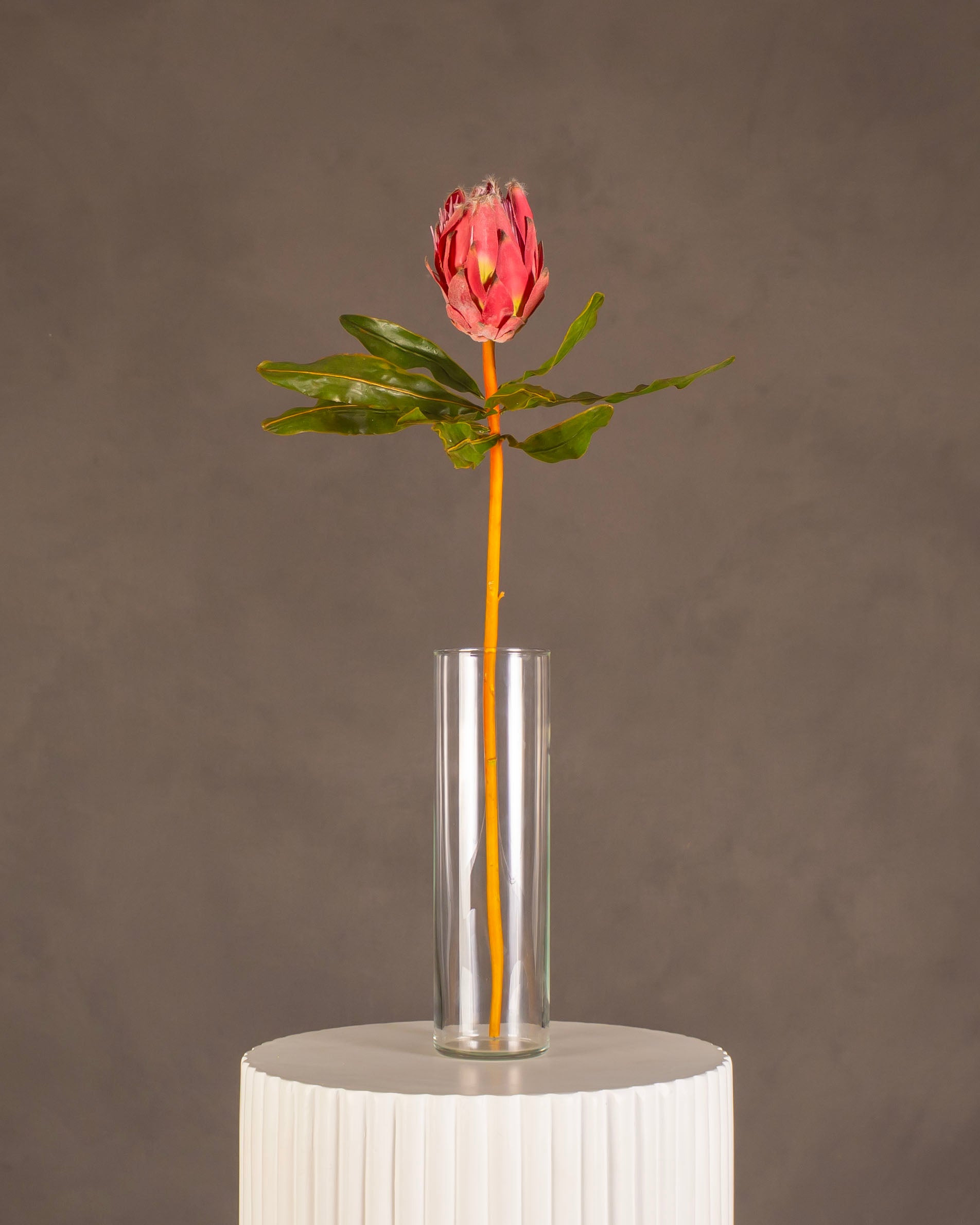 Protea