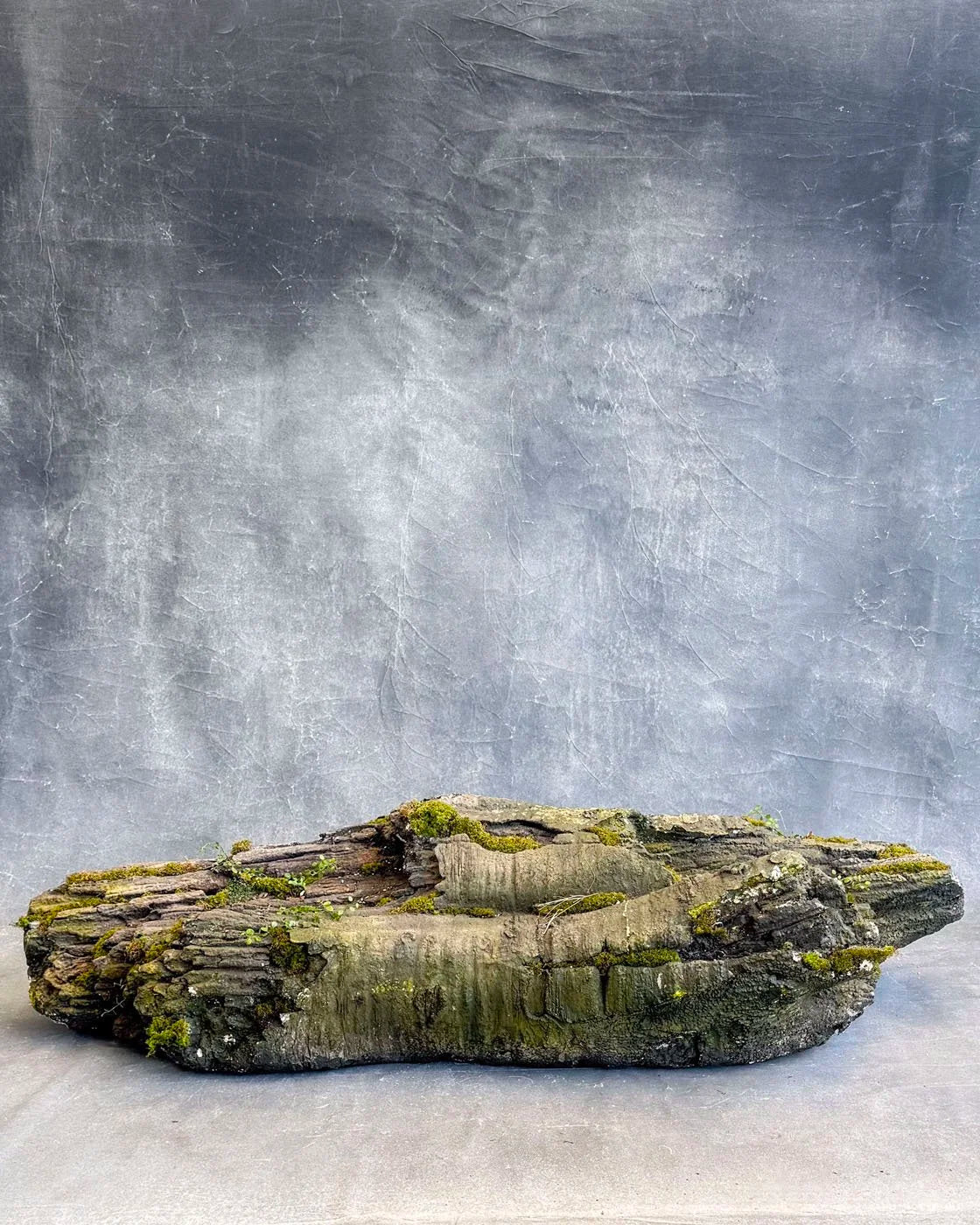 Rainforest Log