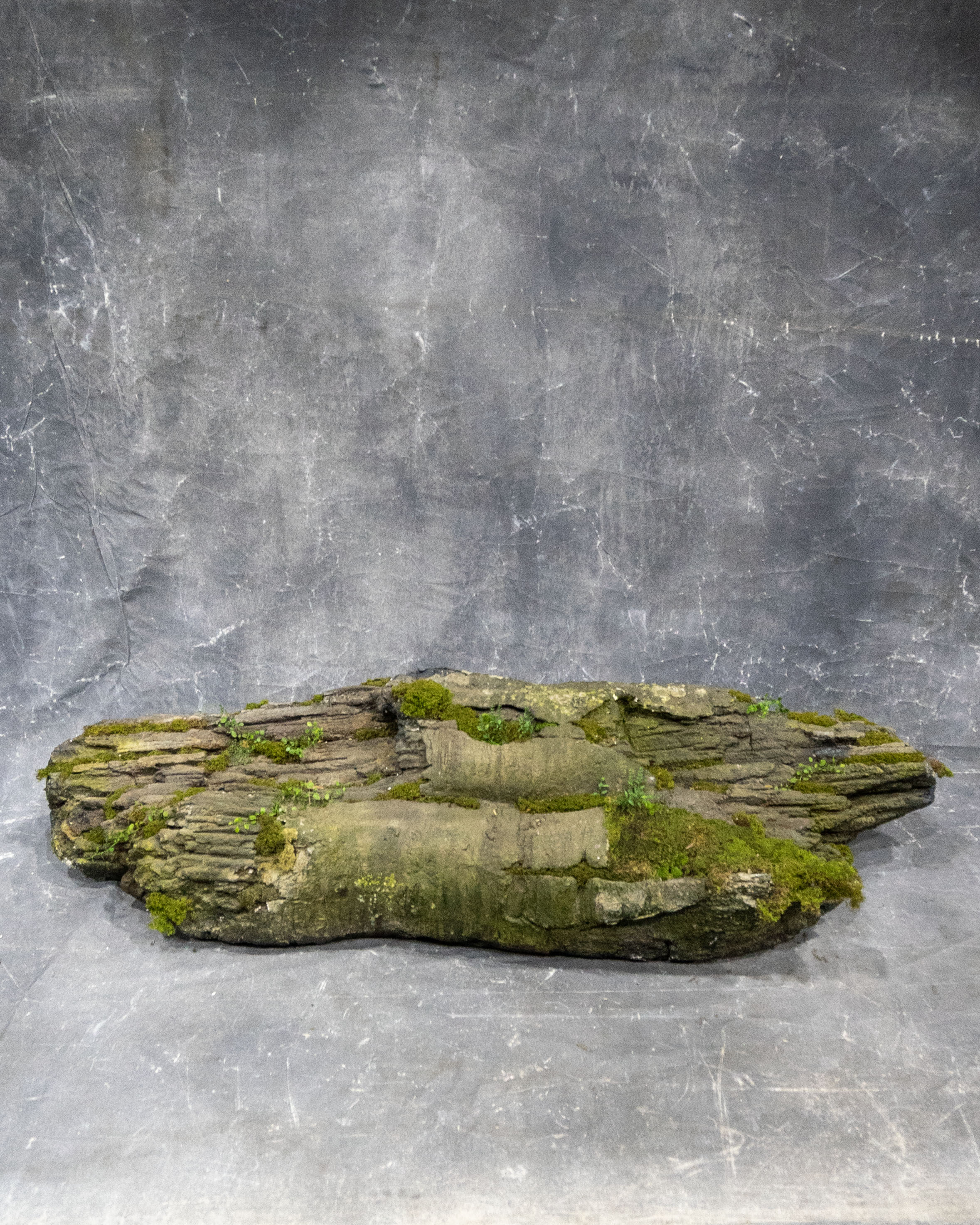 Rainforest Log