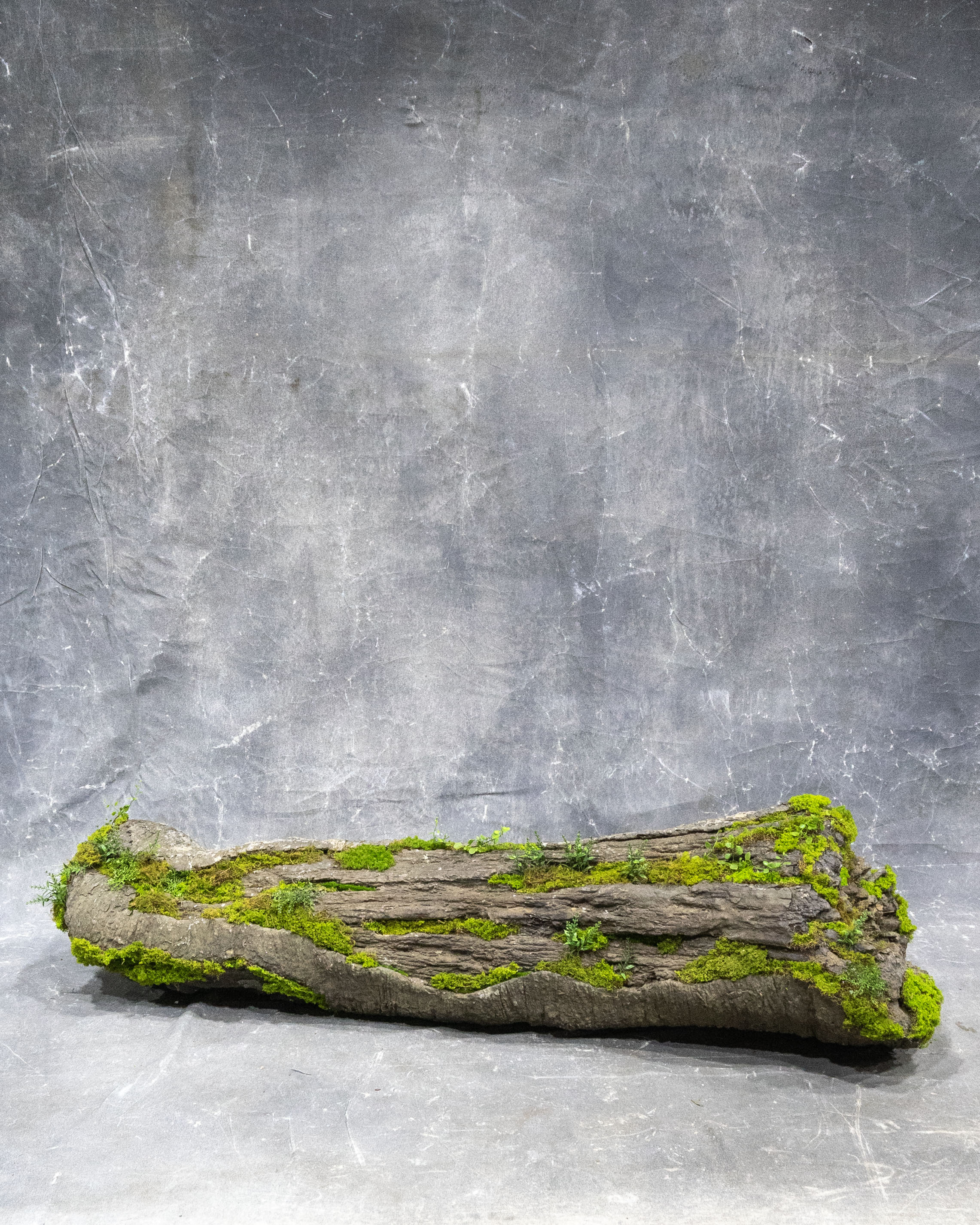 Rainforest Mossy Log