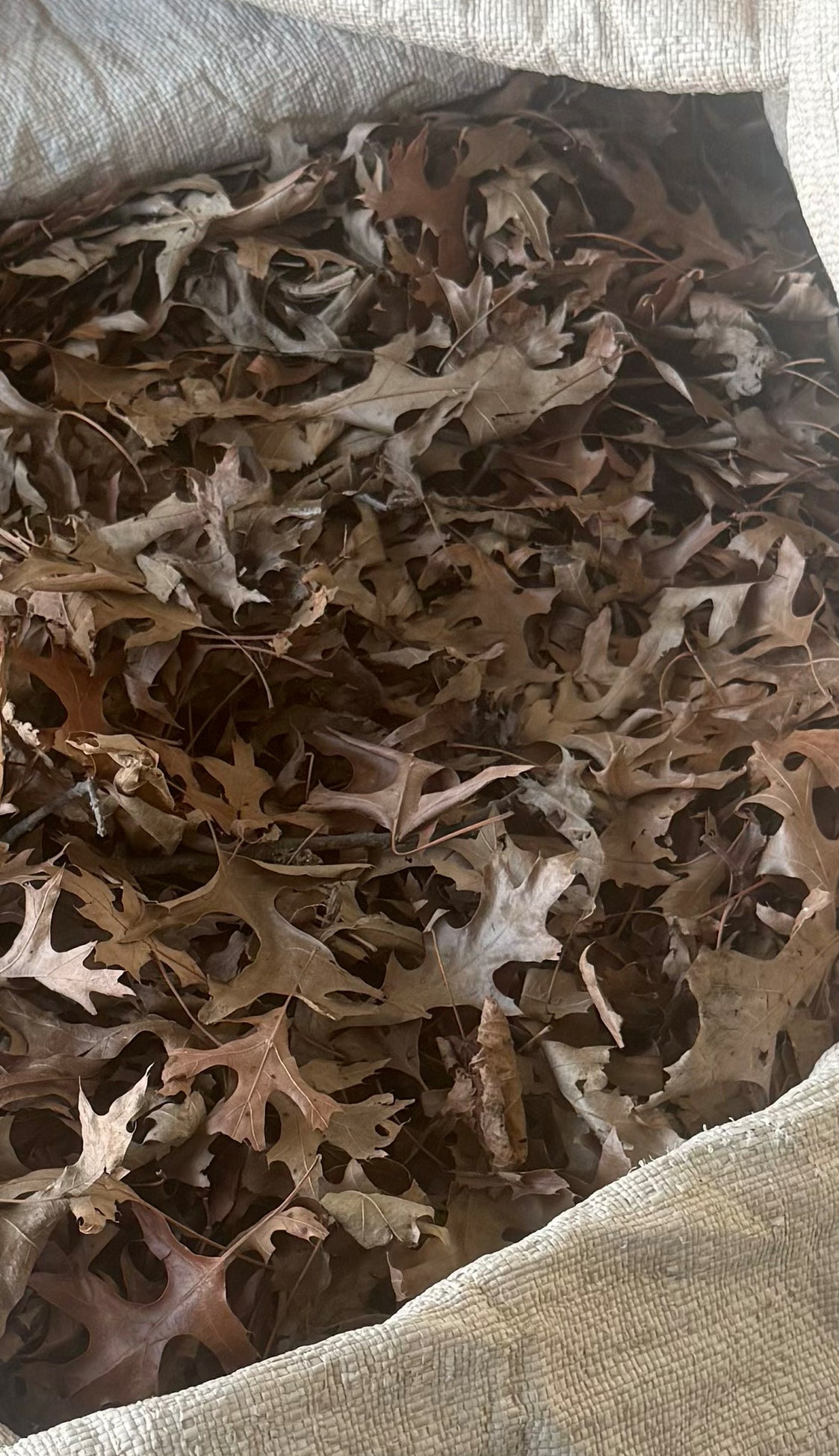Red Oak Leaves