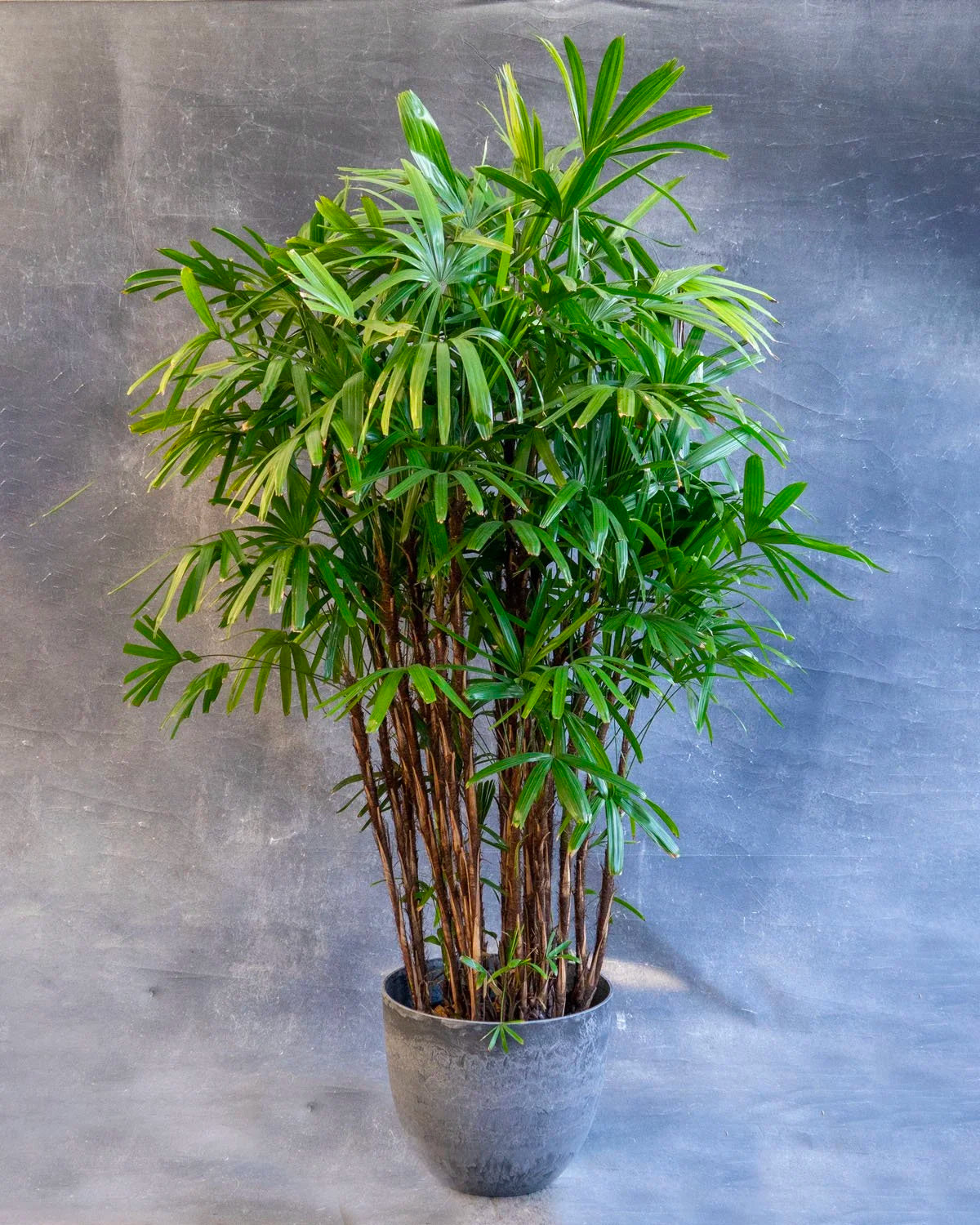 Lady Palm