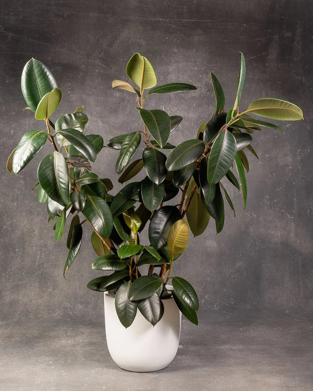 Rubber Plant (Ficus elastica)