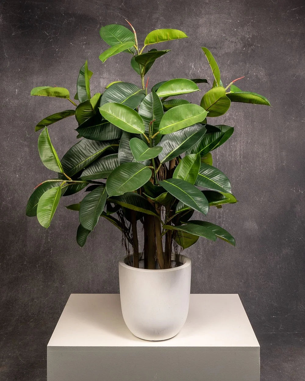 Rubber Plant