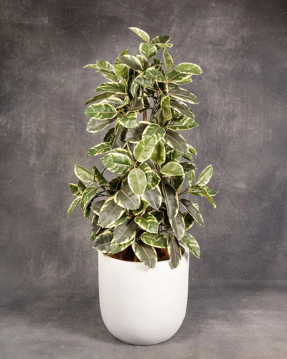 Rubber Plant Variegated