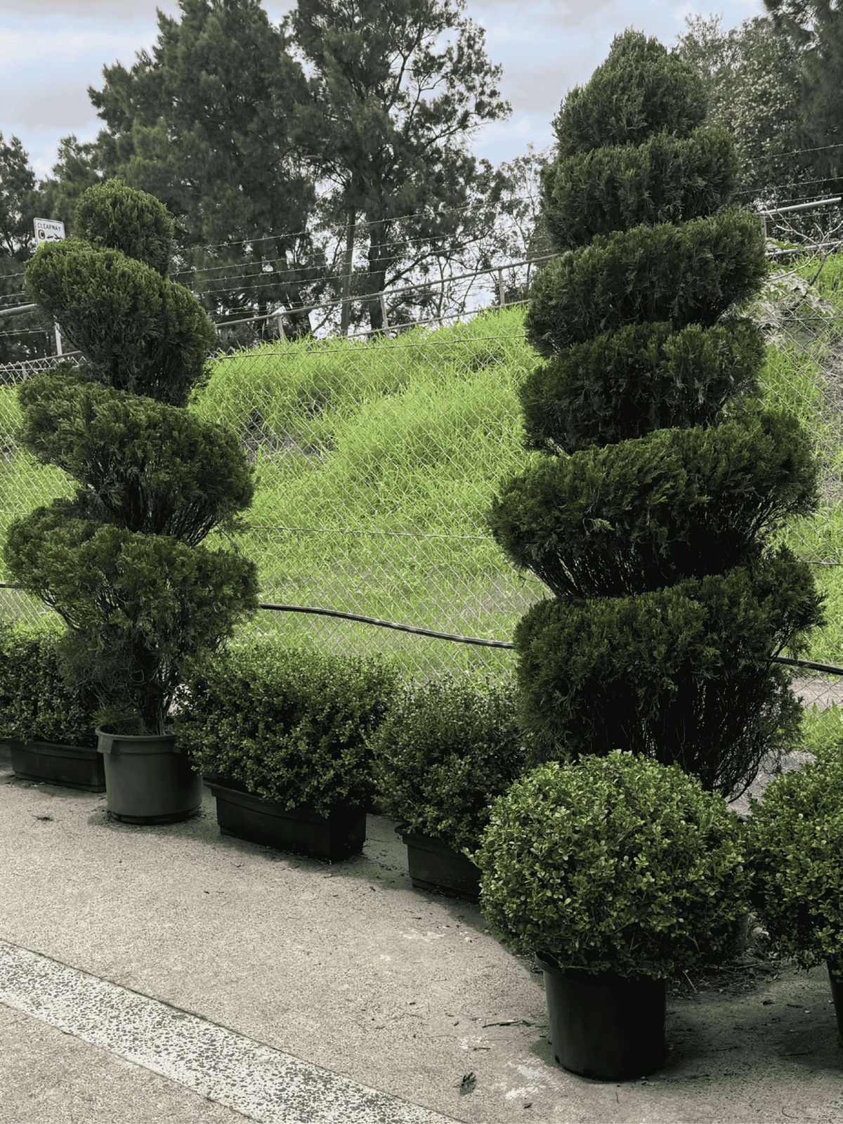 Spiral Topiary Tree