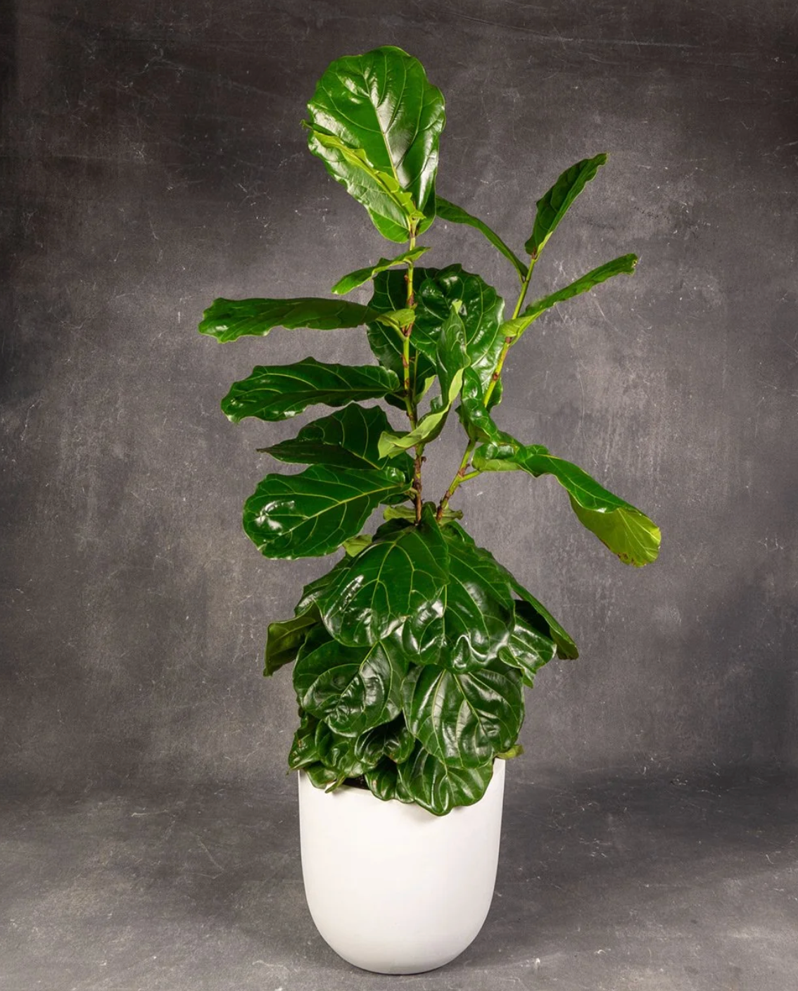 Fiddle Leaf Fig