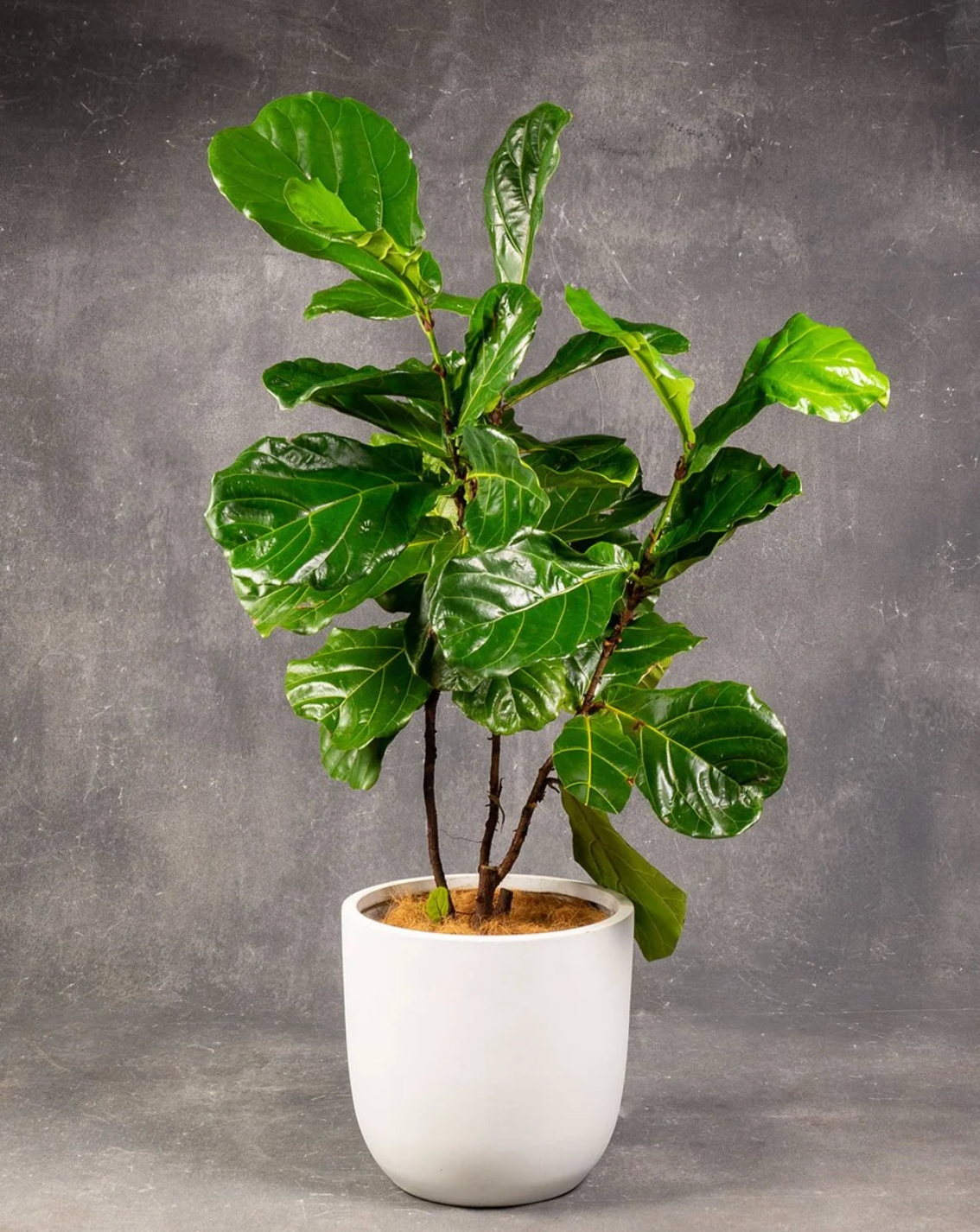 Fiddle Leaf Fig