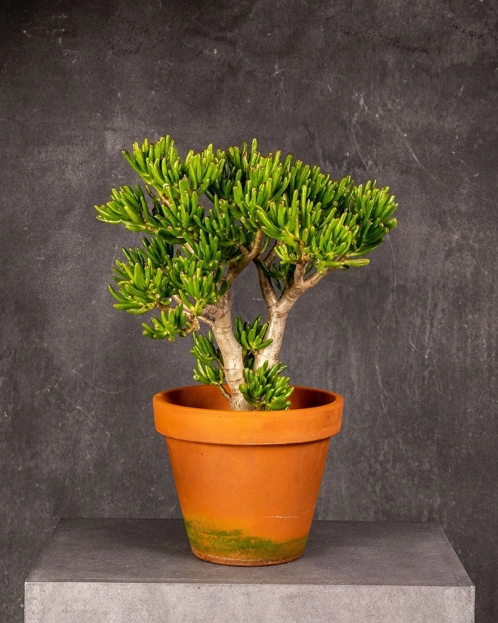 Gollum Jade Shreks Ears/Coral