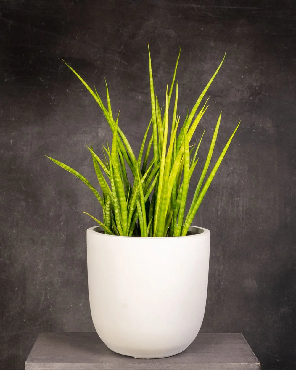 Snake Plant (Sansevieria trifasciata)