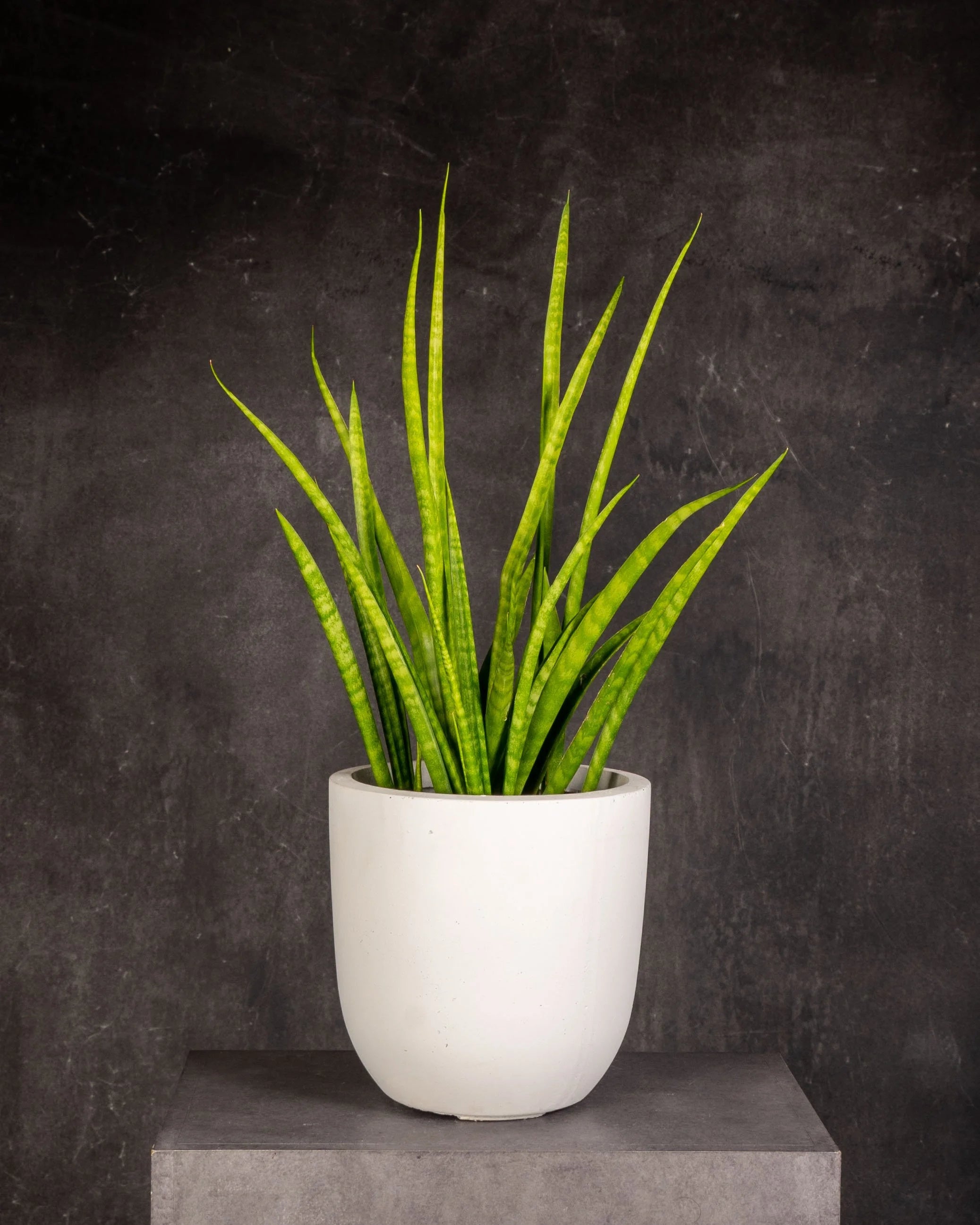 Snake Plant (Sansevieria trifasciata)