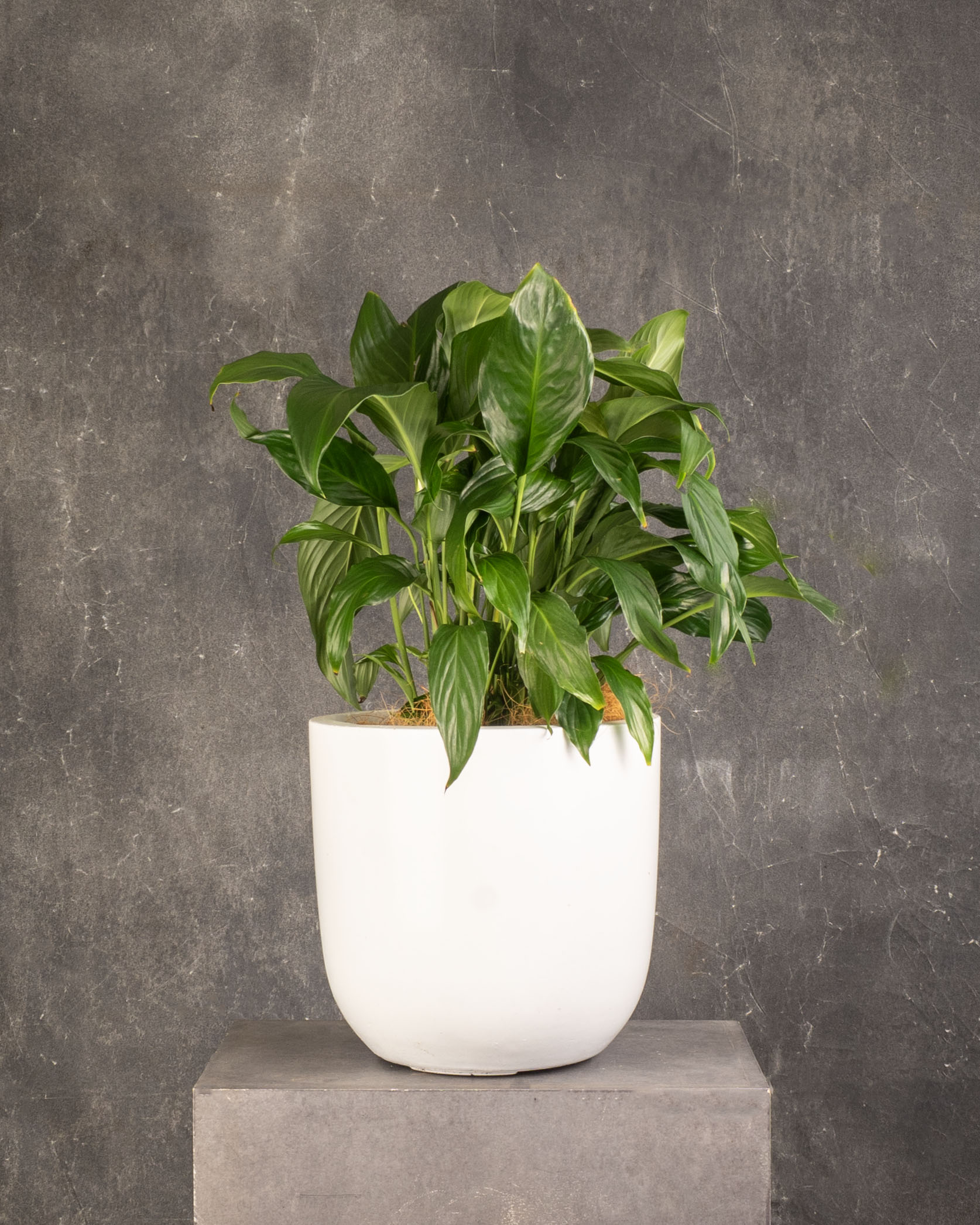 Peace Lily (Spathiphyllum)