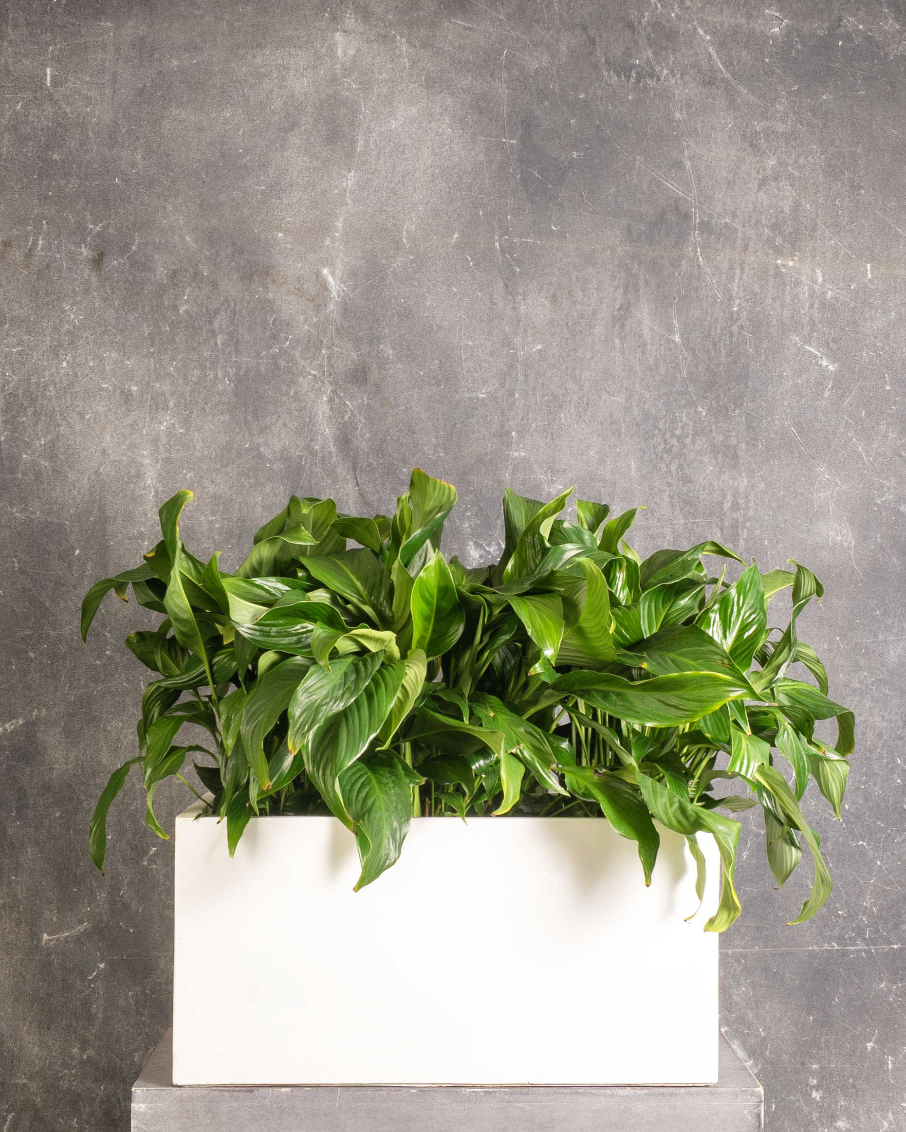 Peace Lily (Spathiphyllum)