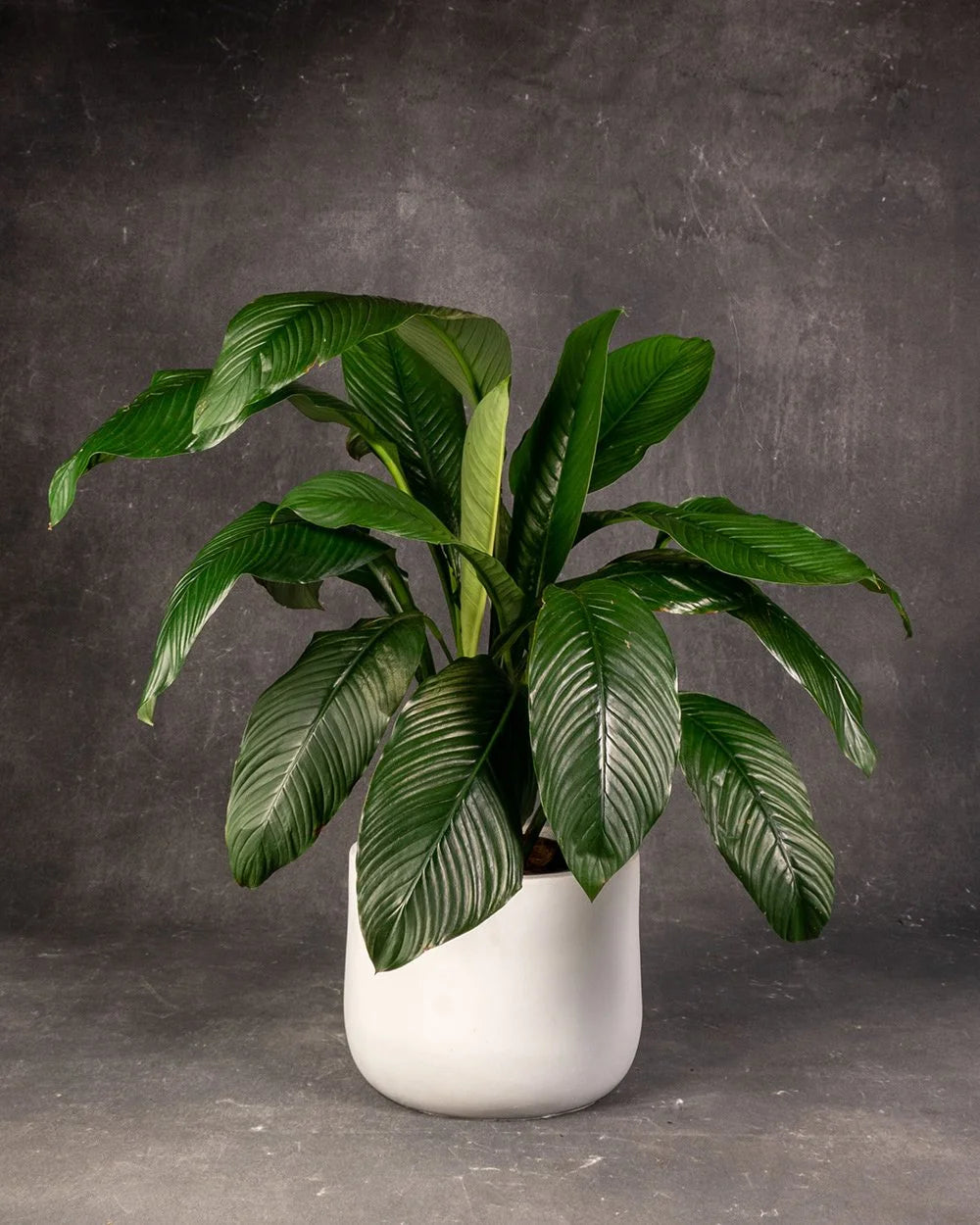 Giant Peace Lily