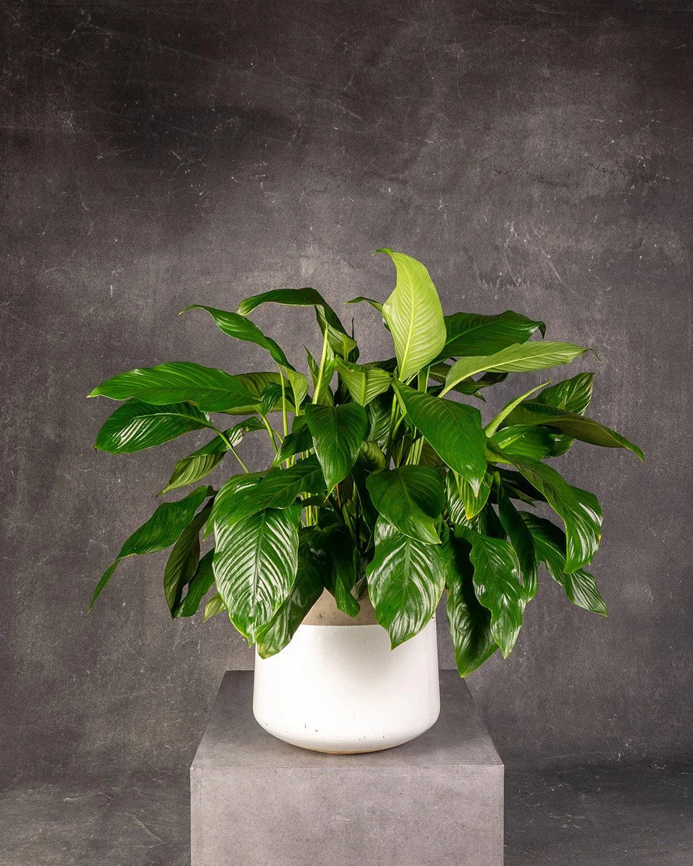 Peace Lily (Spathiphyllum)